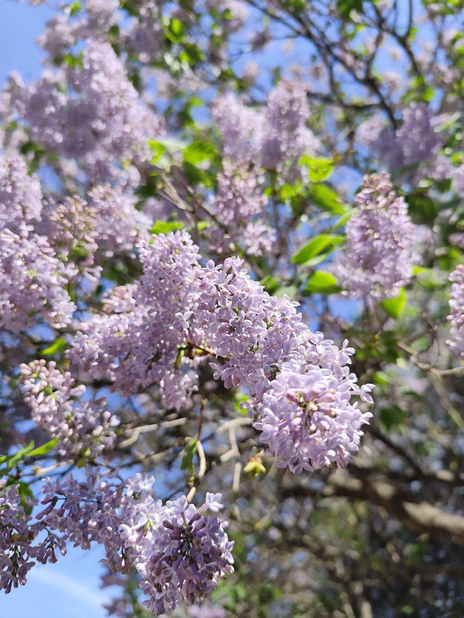 The image shows a close-up of light purple lilac flowers in bloom against a backdrop of a clear blue sky and green leaves. The flowers are clustered densely on branches, with the foreground flowers in sharp focus and the background flowers appearing softer and blurred. The branches are visible and a few are visible, suggesting a tree or bush. The image was taken in Chaikovsky, Russia. The scene captures the natural beauty of the lilac flowers in detail.
