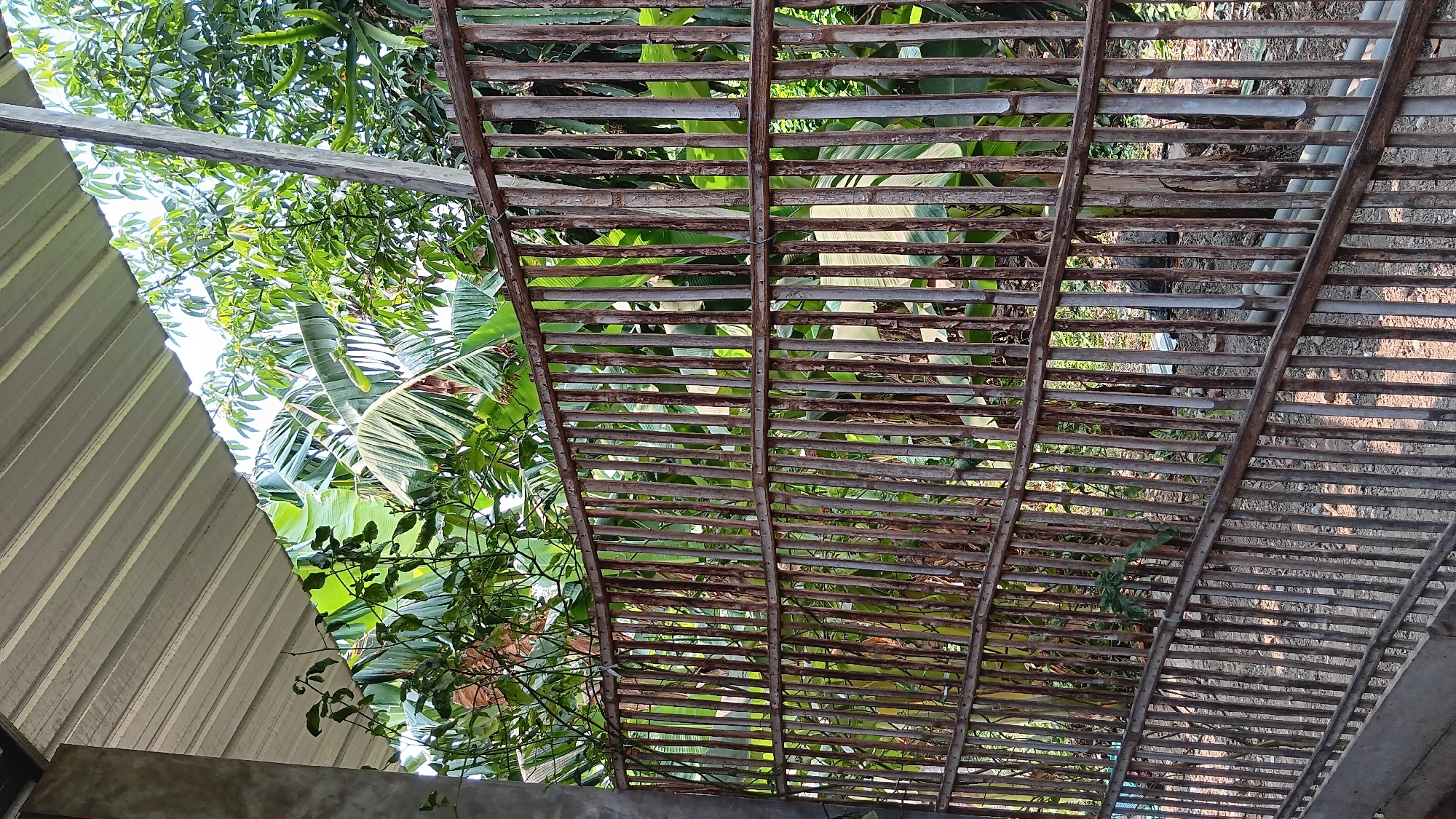 The image shows a rustic bamboo fence in front of lush green foliage, with a corrugated metal roof overhead. The fence is made of vertical bamboo poles, some appearing weathered and stained, held together by horizontal wooden beams. Behind the fence, large banana leaves and other tropical plants are visible, suggesting a warm, humid climate. The ground in front of the fence is covered with gravel and some scattered debris, including what appear to be PVC pipes. The overall scene evokes a sense of a tropical, perhaps rural, setting. The location is identified as Sonobekel, Indonesia, which aligns with the tropical vegetation. There are no people visible in the image.
