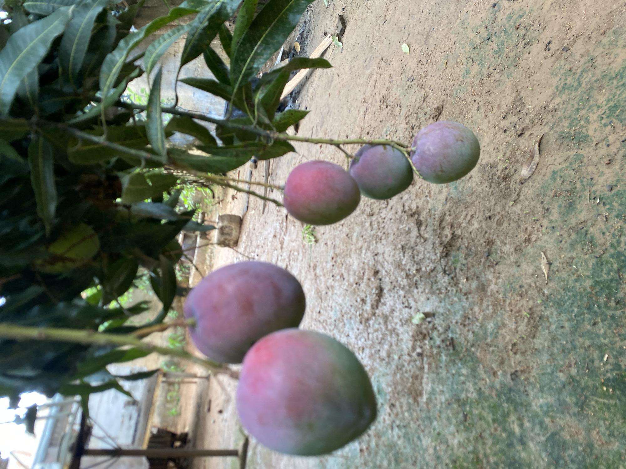 The image shows a mango tree branch laden with ripening mangoes. The fruit exhibits a blend of green and reddish hues, indicating partial maturity. The tree is situated outdoors on what appears to be an area of bare earth or ground. Given that the image was taken in Bukuru, Nigeria, the surrounding environment likely reflects a tropical or subtropical climate, potentially with signs of human activity or cultivation nearby.