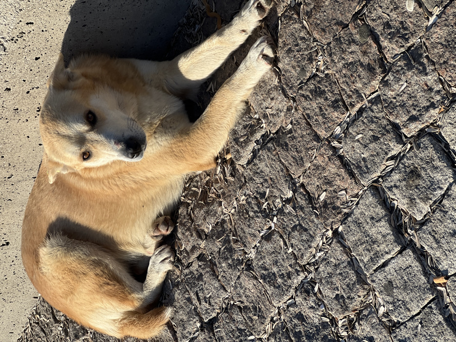 A medium-sized dog with light tan and cream-colored fur lies on a cobblestone pavement, positioned against a light grey concrete wall or curb. The dog's head is slightly raised, and it looks directly forward with dark eyes, a black nose, and a small reddish mark near its right nostril. Its front paws are extended forward, and its body is relaxed. The pavement consists of rough, dark grey, square cobblestones arranged in a diagonal pattern, with numerous white and light brown sunflower seed husks scattered across the surface. A single cigarette butt is visible on the cobblestones in the lower-left corner of the image. The scene is illuminated by direct sunlight, casting distinct shadows, particularly on the concrete wall behind the dog. This scene is located in the city of Tanger, Morocco.