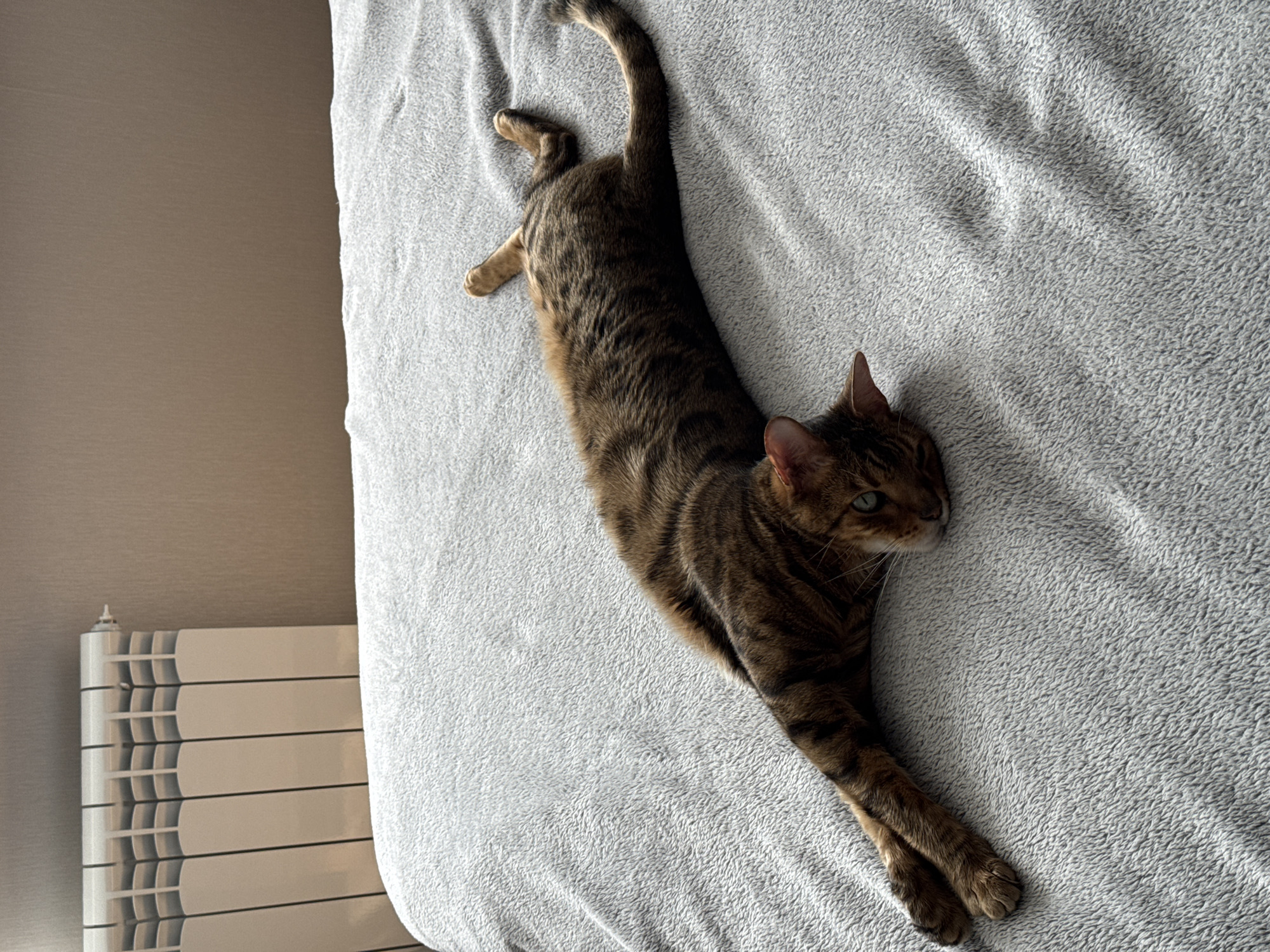 A brown tabby cat is lying on a gray textured bedspread. The cat is stretched out diagonally across the frame, with its head towards the right and its tail towards the upper left. The cat has its front legs extended in front of it and its hind legs extended behind. A radiator is visible in the lower left corner of the frame. The wall behind the radiator is beige. The location is Unknown, Unknown.