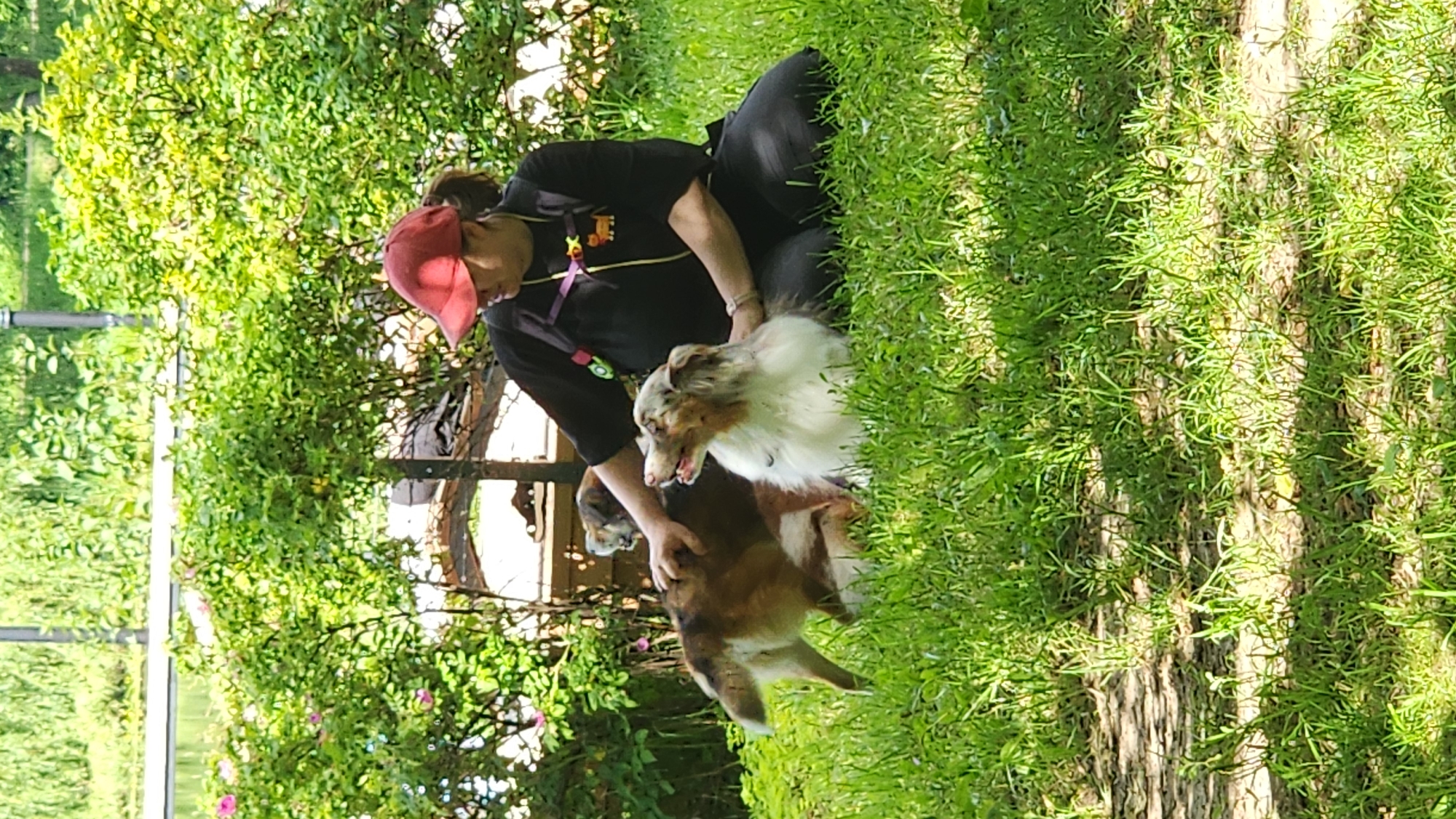 A person wearing a red baseball cap and a black t-shirt with a cartoon cat logo kneels in a grassy area, interacting with two dogs. The dog on the right is a white and tan Australian Shepherd mix with its mouth open, appearing to pant. The dog on the left is mostly brown and tan with its tail wagging, and its back is partially obscured by the other dog and the person's hands. The person has their hands on both dogs, with their left hand stroking the back of the brown and tan dog and their right hand near the head of the Australian Shepherd. The environment appears to be outdoors with lush green grass and bushes in the background, suggesting a park or garden setting. The image does not provide any specific details to determine the location as Moscow, Russia.