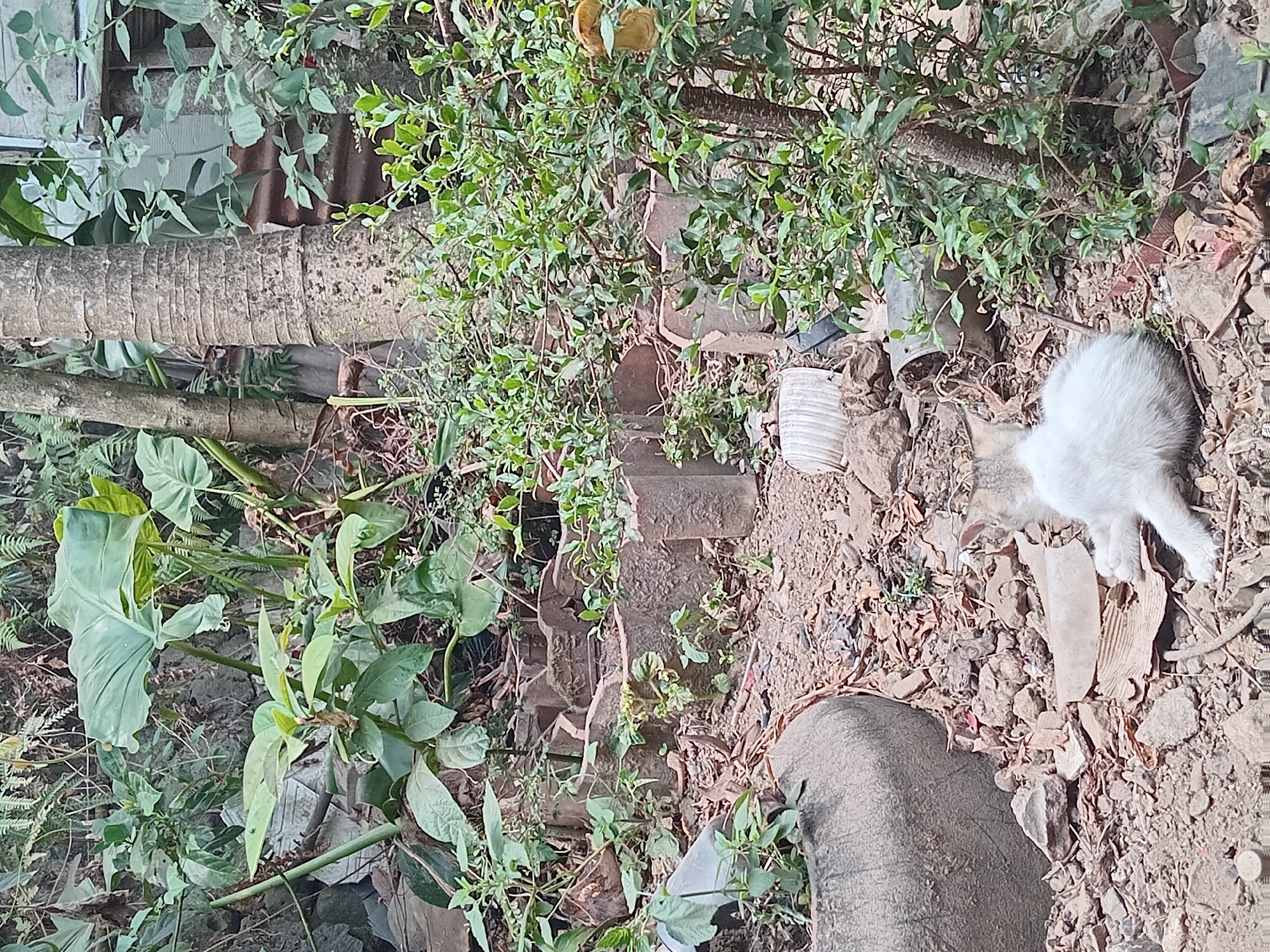 A white and grey kitten lies on the ground amongst debris, including broken bricks and dried leaves, in Claket, Indonesia. The kitten is positioned on its side, facing right, with its head turned towards the right. The environment appears to be an outdoor, unkempt area with various plants and trees, including a large-leafed plant to the left and a dense shrub with small green leaves and a brown trunk to the right. A thick, rough-barked tree trunk is visible behind the shrub. A portion of a weathered grey tire is also present to the left of the kitten. The ground is covered with dirt, small stones, and scattered debris.