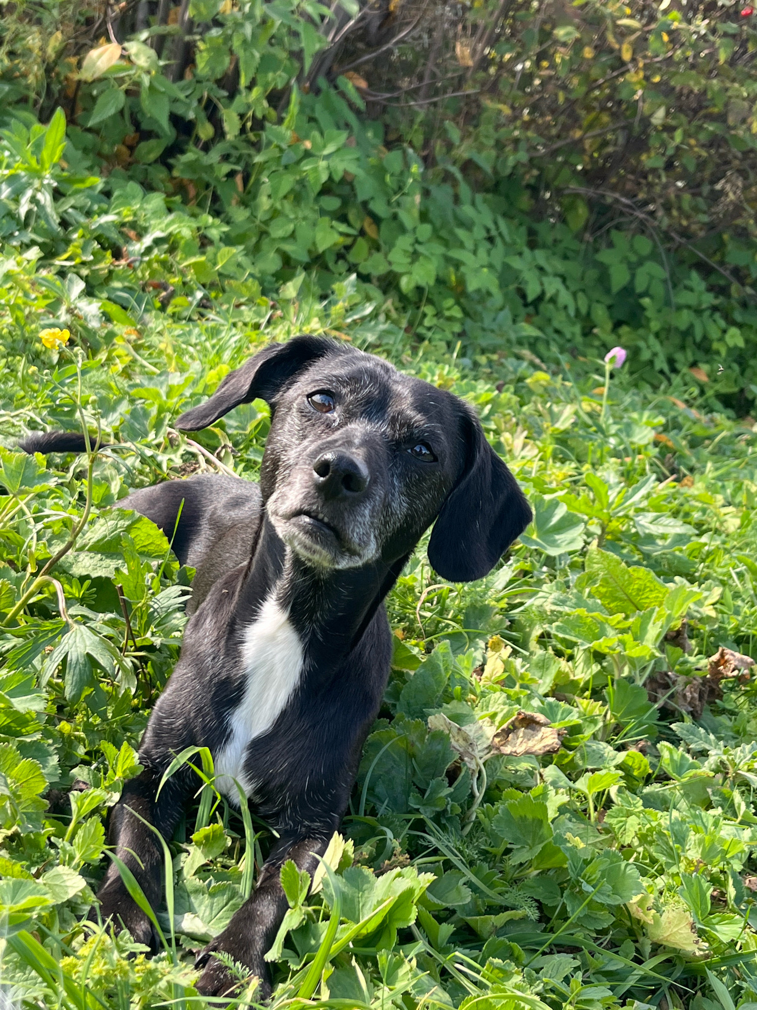 A black dog with a white chest marking is lying in tall green grass and foliage. The dog is looking up and to its left, with its head tilted. The background consists of dense green vegetation, with some areas appearing dry and brown. The lighting suggests it is daytime, with sunlight illuminating the scene. There are a few small flowers, one yellow and one purple, scattered in the grass. The image does not contain any identifiable landmarks or elements that would place it specifically in Nizhny Tagil, Russia.
