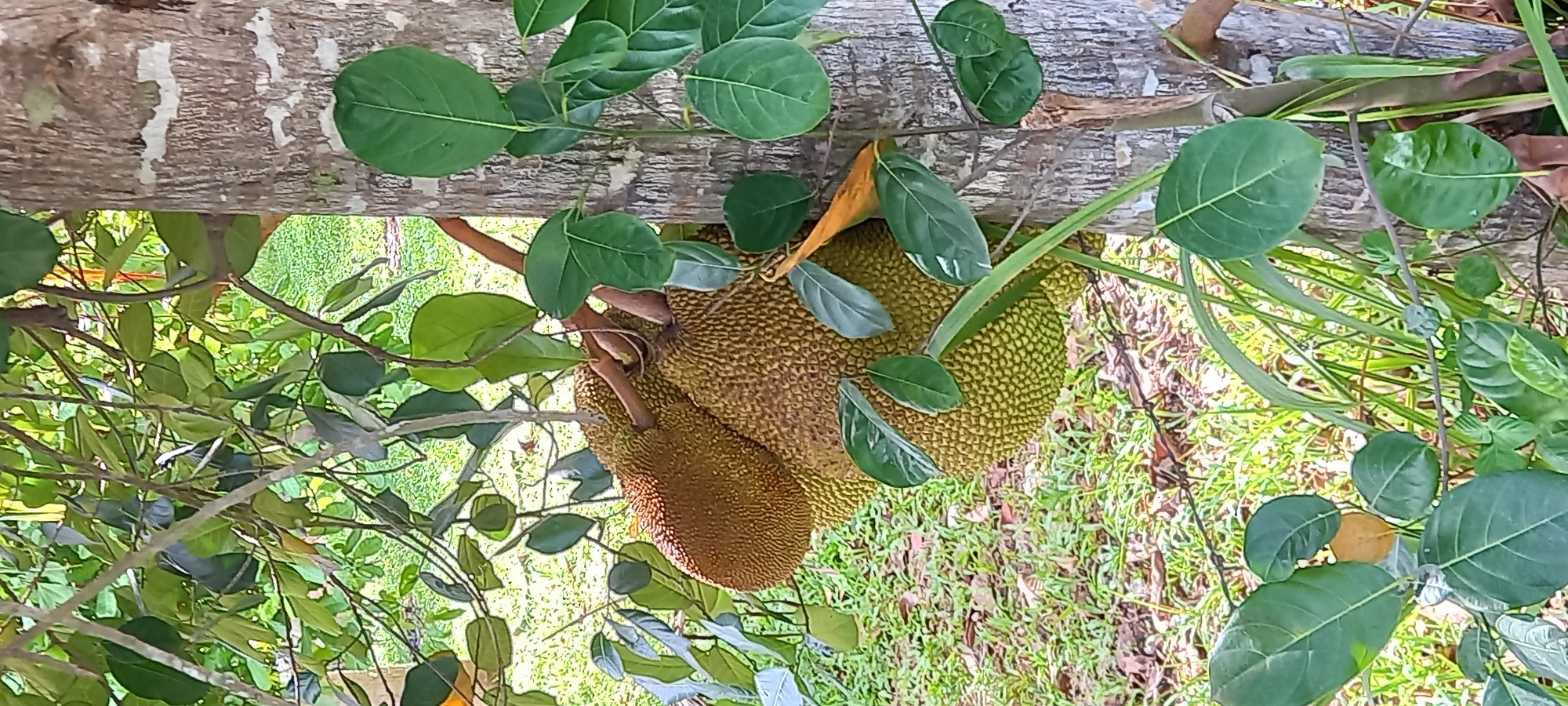 The image shows two jackfruits hanging from a tree trunk. The jackfruits are covered in green bumps. The tree is located in Baan Wok Tum, Thailand. Green leaves surround the fruits and trunk. The ground underneath is covered in grass.
