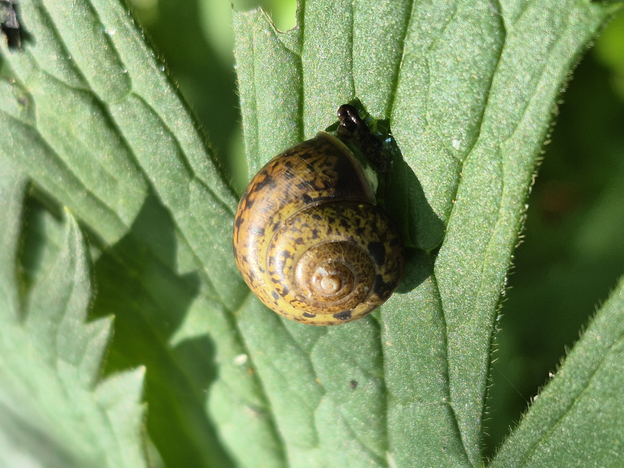 A close-up, overhead shot features a small brown and yellow snail with a spiral shell resting on a vibrant green leaf. The snail is positioned in the lower right quadrant of the frame, with its dark body partially visible beneath its shell. The leaf, which occupies the majority of the image, displays prominent veins and a textured surface, with hints of sunlight creating a slight sheen. The background is softly blurred, suggesting a natural, outdoor setting, possibly in the city of Sars, Russia, where lush greenery is abundant.
