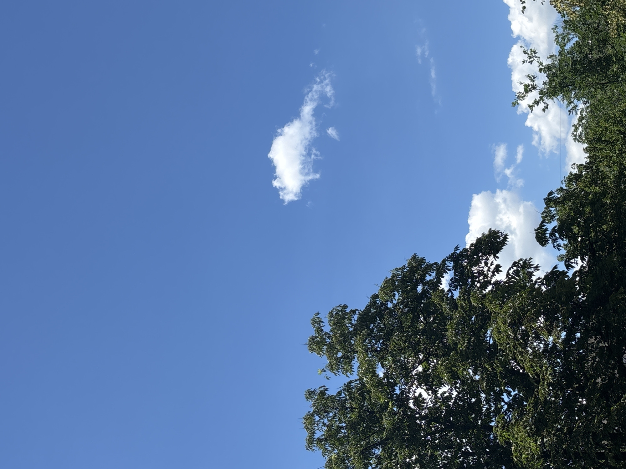 A full shot of a bright blue sky with a few fluffy white clouds, is captured above a dense canopy of green trees. The trees are lush and full of leaves, with their branches reaching upwards towards the sky. The image is dominated by the vibrant blue of the sky, which takes up most of the frame. The clouds are scattered and wispy, adding depth and texture to the sky. The trees are dark green, creating a stark contrast against the bright blue backdrop. The overall impression is one of a clear, sunny day with a serene natural landscape.