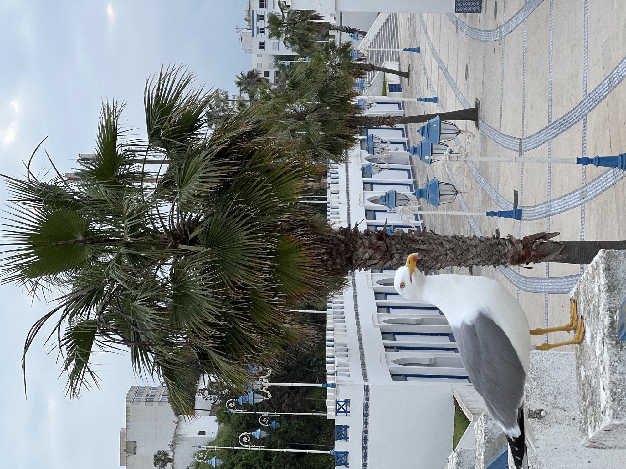 The image depicts a bright, outdoor scene in M'Diq, Morocco, focusing on a seagull and a Mediterranean-style promenade. In the foreground, on the right side of the frame, a large seagull stands on a low, weathered white wall. The seagull has pristine white feathers on its head and body, grey wings, and distinctive yellow legs and feet. Its yellow beak features a red spot on the lower mandible, and it gazes directly at the viewer with a seemingly curious or alert expression.
Behind the seagull and extending across the middle ground are several tall palm trees with lush green fronds and dark brown trunks. These trees are interspersed with numerous ornate street lamps, characterized by white poles and decorative blue lanterns, consistent with the local architectural theme.
In the background, multi-story white buildings line a paved area, possibly a promenade or courtyard. These buildings feature distinctive blue-arched window frames and subtle blue decorative patterns, reflecting a common North African or Mediterranean coastal style. The paved ground itself is light-colored with blue striped patterns, adding to the clean and aesthetically pleasing environment.
The sky is overcast or hazy, providing soft, diffused lighting without harsh shadows, indicating daytime. There are no human subjects visible, and no discernible text. The overall atmosphere suggests a serene coastal resort or town square.