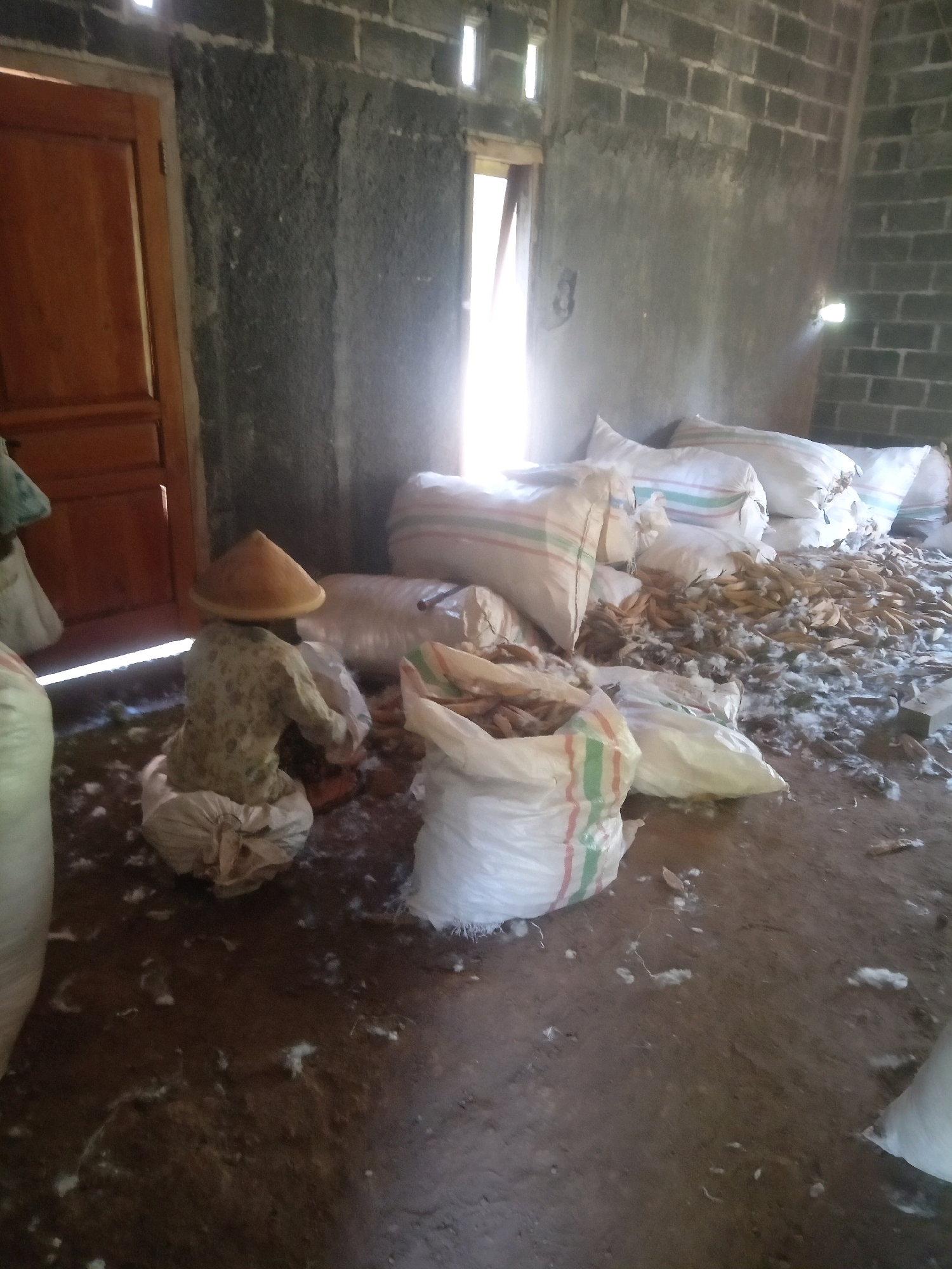 In Kalisuren, Indonesia, an individual wearing a conical hat is seated on a white sack, facing away from the camera. They are engaged in an activity that involves handling some material. The environment appears to be an interior space with unplastered brick walls. Sunlight streams in from an opening on the left, illuminating sacks of what appears to be agricultural produce, possibly dried corn husks or similar material, scattered on the dirt floor. Several large white sacks, some with colored stripes, are stacked or placed around the room, suggesting a storage or processing area. The floor is covered with a mixture of dirt, debris, and loose white material, possibly cotton or other fibrous matter.