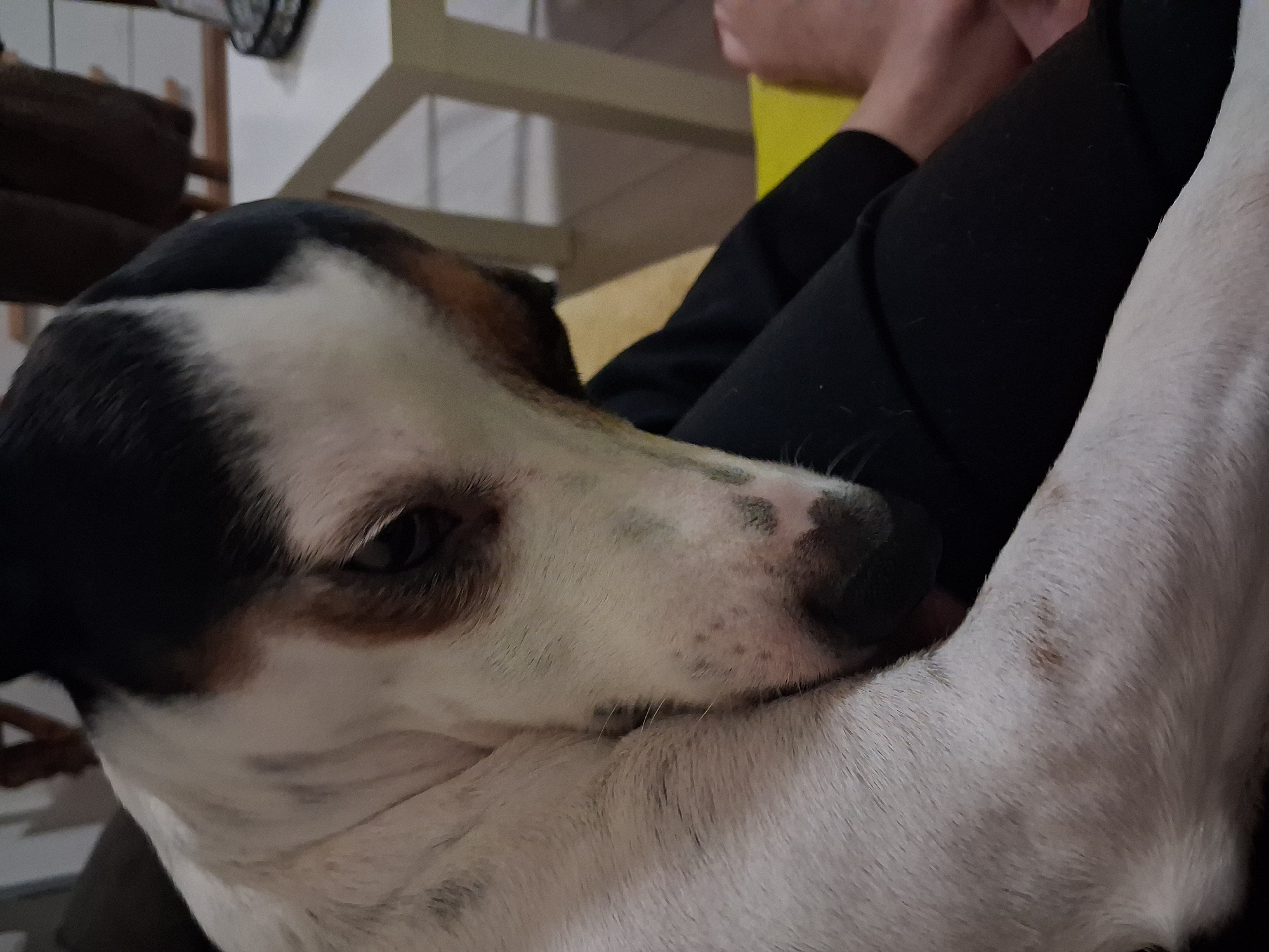 A close-up shot depicts a dog with black, white, and brown fur resting its head on a person's lap, which is covered in black fabric. The dog's eye is visible, along with part of its snout with dark spots. A white part of the dog's body is also visible. In the blurred background, there are objects including brown cushions, a white frame, and a yellow object. The location and city of Varna, Bulgaria are not discernable from the image.
