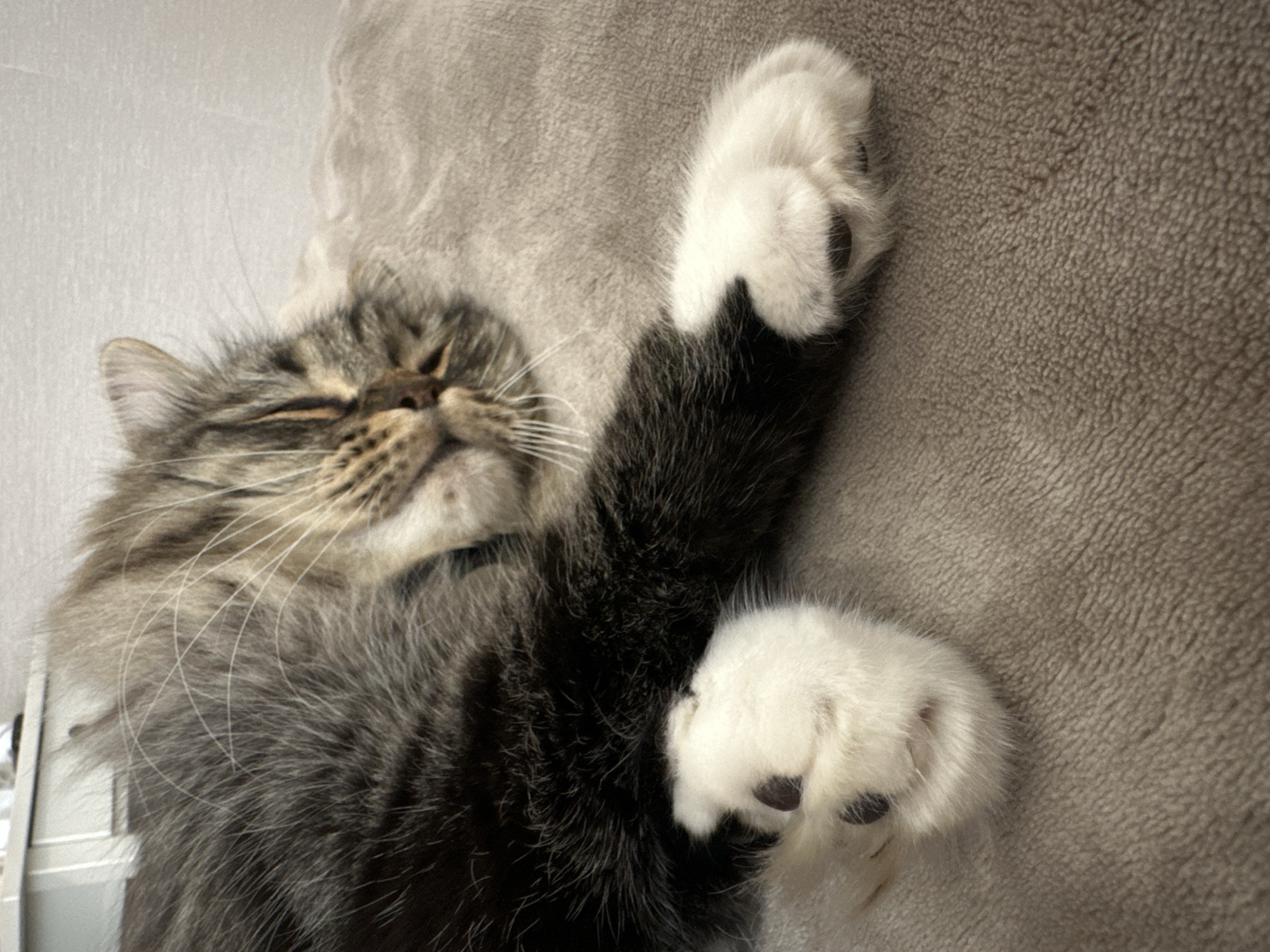 A close-up, slightly angled shot captures a fluffy tabby cat sleeping soundly. The cat is positioned on its back with its paws outstretched and its eyes closed, indicating a deep sleep. One paw is extended upwards, showcasing its white fur and dark toe beans. The cat's fur is a mix of grey, black, and brown tabby stripes, with lighter fur on its chest and paws. Its face is turned towards the left, with its nose and whiskers visible. The background is a soft, textured grey blanket or fabric, suggesting a comfortable and cozy environment. The lighting is soft and diffused, creating a peaceful atmosphere. The overall impression is one of a contented and relaxed pet enjoying a nap. There is no visible text in the image.