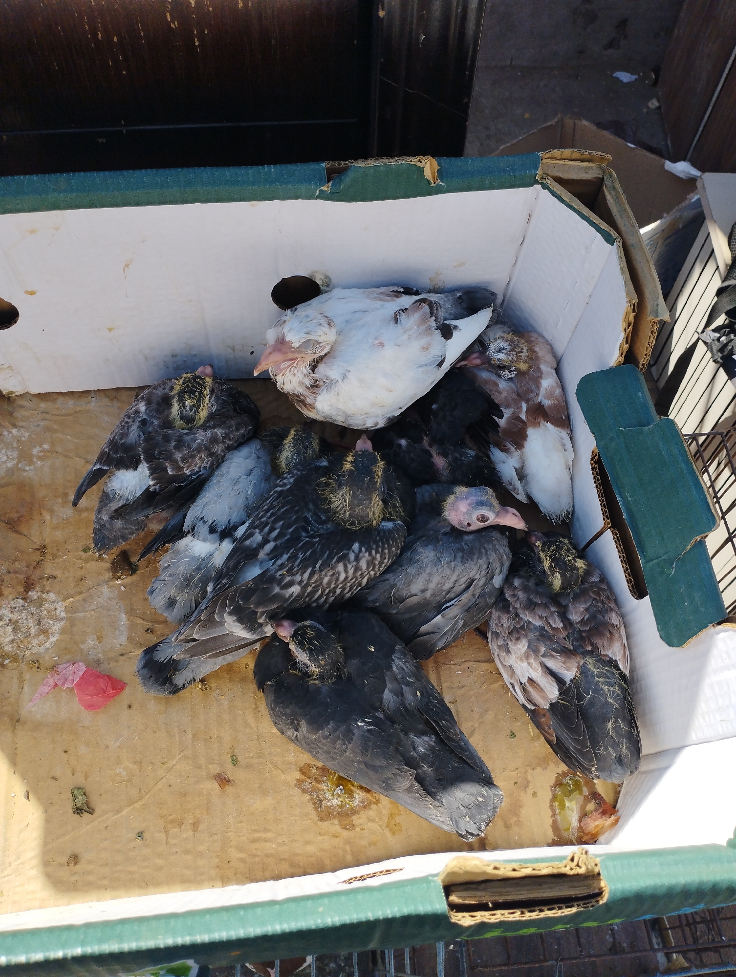 A flock of young pigeons, some appearing recently hatched and others more developed, are nestled together in a cardboard box. The box has green reinforced edges and is lined with white material. The pigeons display a variety of plumage, including white, gray, brown, and black feathers, with some showing downy yellow fuzz around their heads. Several of the birds have their eyes closed, suggesting they are resting or possibly deceased. The cardboard floor of the box is stained and soiled with bird droppings and what appears to be food debris. A crumpled piece of pink plastic is visible in the lower left portion of the box. The scene is lit by natural sunlight, casting shadows within the box. The background is blurred, but suggests an outdoor environment with visible structural elements and debris. The location is identified as Baqa'a camp, Jordan.
