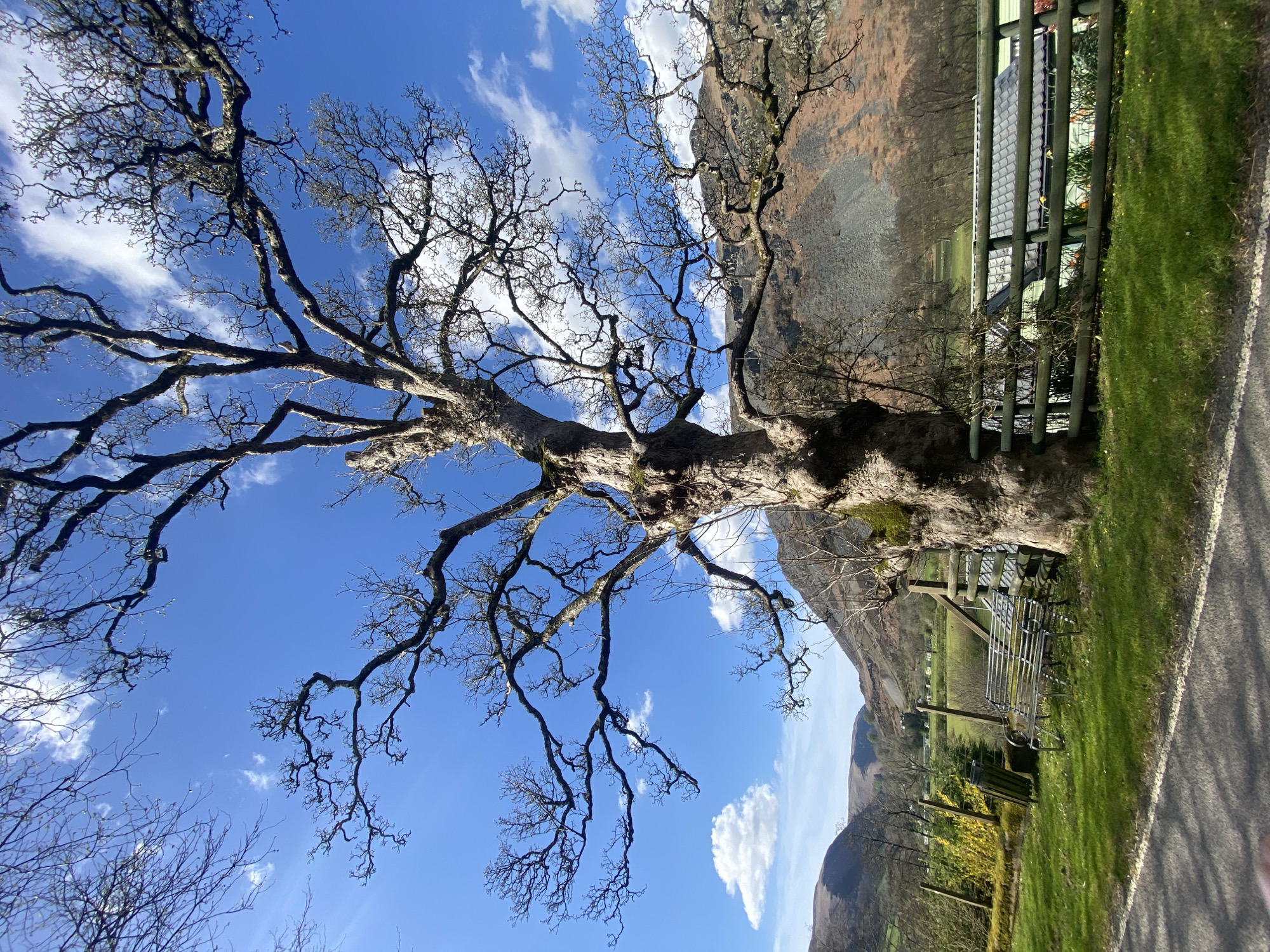 The image depicts a large, bare tree with sprawling branches against a bright blue sky with scattered white clouds. The tree's trunk is thick and gnarled, positioned along a roadside in Llangynog, United Kingdom. A section of green grass and a metal bench are visible to the right of the tree, bordered by a grey picket fence. In the background, a hillside and glimpses of buildings suggest a mountainous, rural setting.