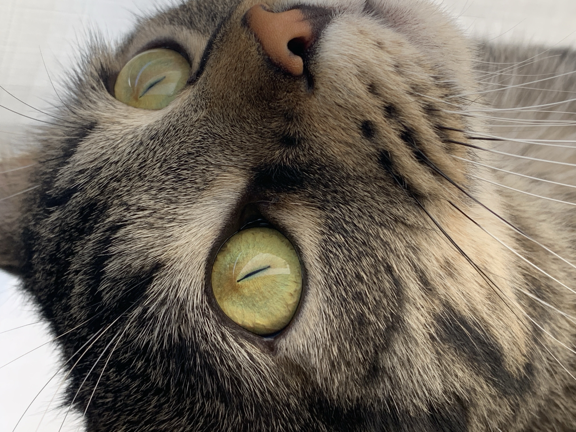 The image is an extreme close-up of a domestic cat's face, tightly cropped and oriented such that the cat appears to be looking upwards and slightly to the left. The primary subject is a tabby cat, distinguished by its patterned fur and striking eyes.
Both of the cat's eyes are wide open, revealing prominent, vivid light green irises with narrow, vertical slit pupils. Each pupil reflects an elongated, bright light source, possibly a window or an overhead light. The fur surrounding the eyes is dense, with a mix of grey, brown, and black tones.
The cat's small, pinkish-brown nose is visible at the top center of the frame, showing its characteristic shape and texture. The fur on the bridge of the nose and around the mouth area transitions to lighter shades of tan and cream, contrasting with the darker tabby stripes on the cheeks and forehead.
The fur across the entire visible face exhibits a classic tabby pattern, with intricate stripes and mackerel-like markings in various shades of dark grey, rich brown, and sandy beige. Numerous long, fine whiskers, primarily white, extend outwards from the cheeks, some appearing sharply defined while others are softly blurred.
The background is uniformly light-colored, likely white or off-white, and completely out of focus, serving to isolate the cat's face. The lighting is bright and natural, highlighting the textures of the fur and the reflective quality of the eyes. The cat's expression appears alert and curious, with a calm gaze. There is no visible text in the image.