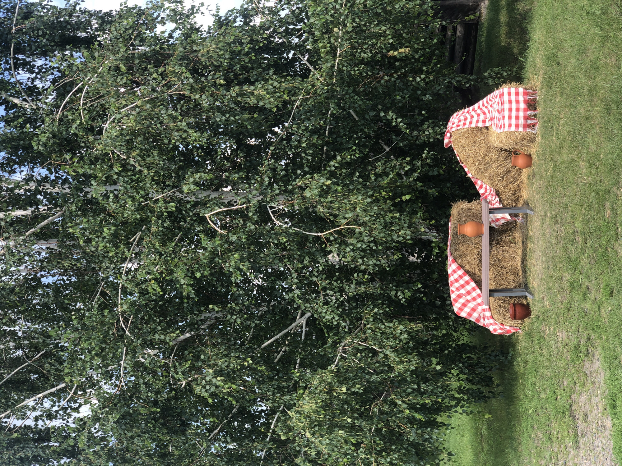This is an exterior, eye-level, medium shot of a rustic picnic setup in front of a large birch tree in Shushenskoye, Russia. Two hay bales, covered with red and white checkered fabric, are arranged to form seating. A small wooden table sits between them. On the table, a clay jug and a smaller clay pot are placed. In front of the hay bales, a dark brown clay pot is visible. The ground is covered in green grass, and the birch tree's dense green foliage fills the background. The sky is partially visible through the leaves.