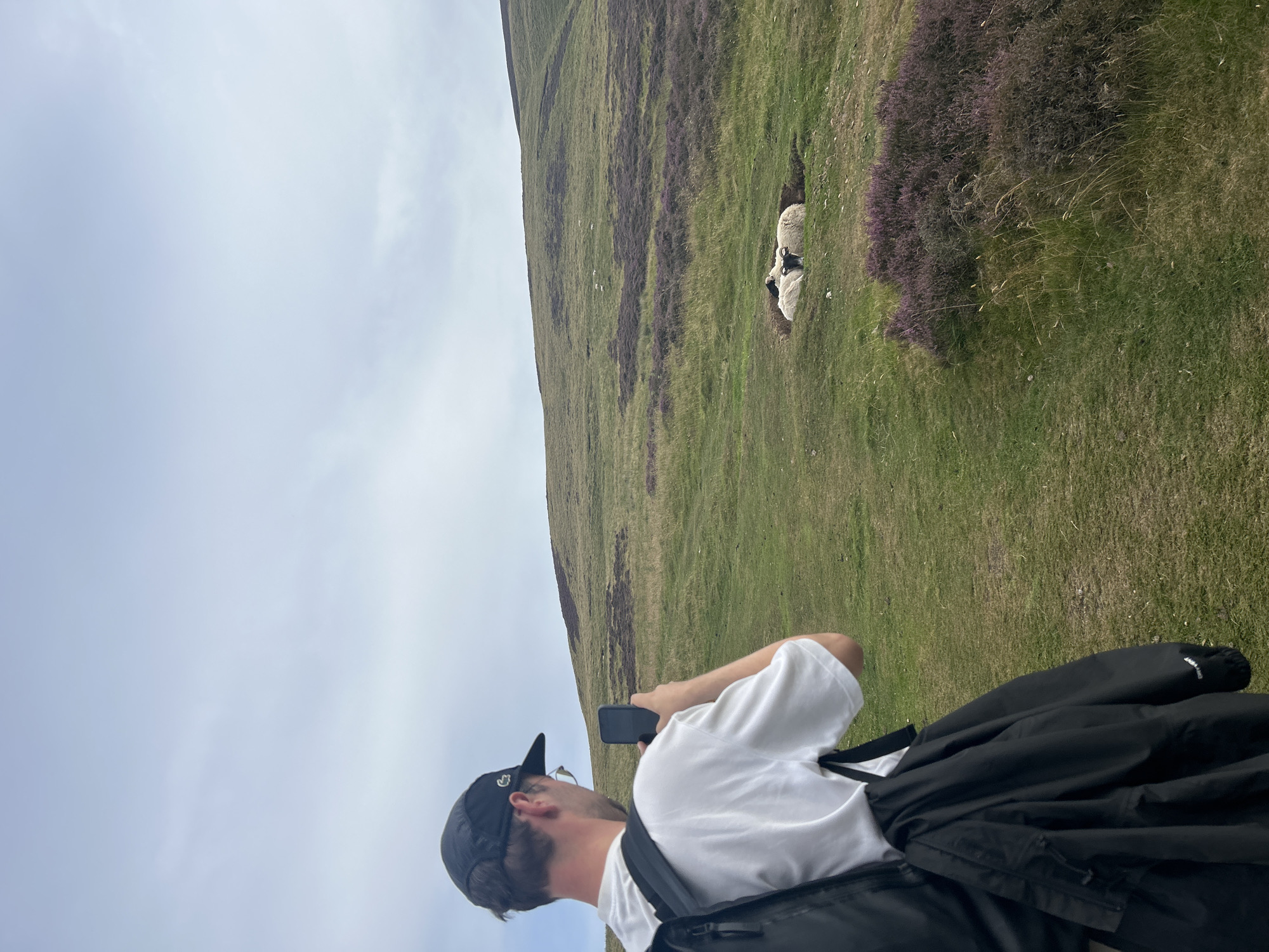 In Penicuik, United Kingdom, a person wearing a black baseball cap, glasses, a white t-shirt, and a backpack is seen from behind, holding a smartphone and taking a photograph of a group of sheep. The sheep are white with black markings on their faces and are resting in a hollow on a grassy hillside. The landscape is characterized by rolling green hills dotted with patches of purple heather. The sky is overcast.