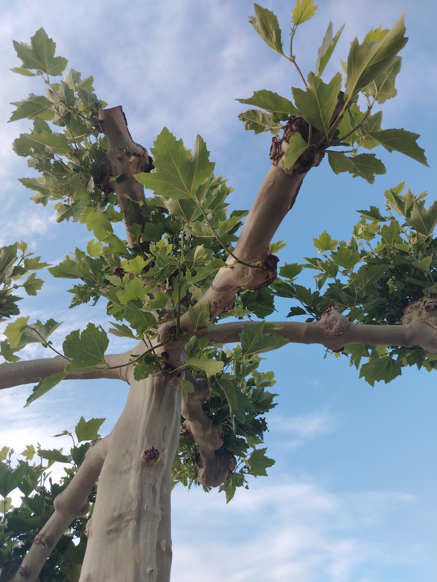 The image shows a low-angle view of a plane tree against a clear blue sky with scattered white clouds. The tree's branches are thick and textured, with a mottled light gray and tan bark. The leaves are a vibrant green, with jagged edges. Some branches appear to have been pruned, leaving short, blunt stubs. The overall impression is of a mature tree in a natural or park-like setting. No specific location in Krasnodar, Russia, can be determined from the image alone.