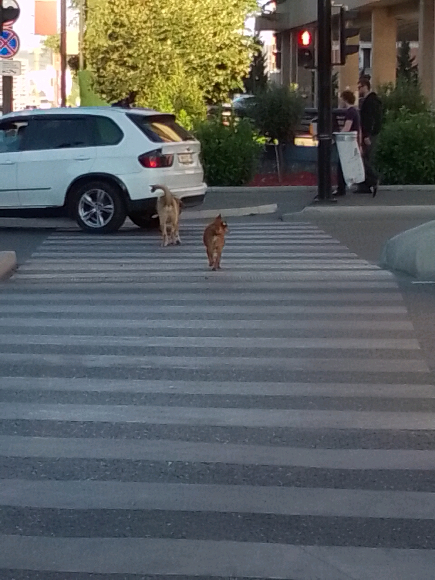 Two dogs are walking across a crosswalk on a city street. A white SUV is parked to the left of the crosswalk. In the background, there are buildings, trees, and a traffic light that is red. Two people are visible in the background, a woman in a purple shirt and a man in a dark jacket. The scene is consistent with a street intersection in Tbilisi, Georgia.