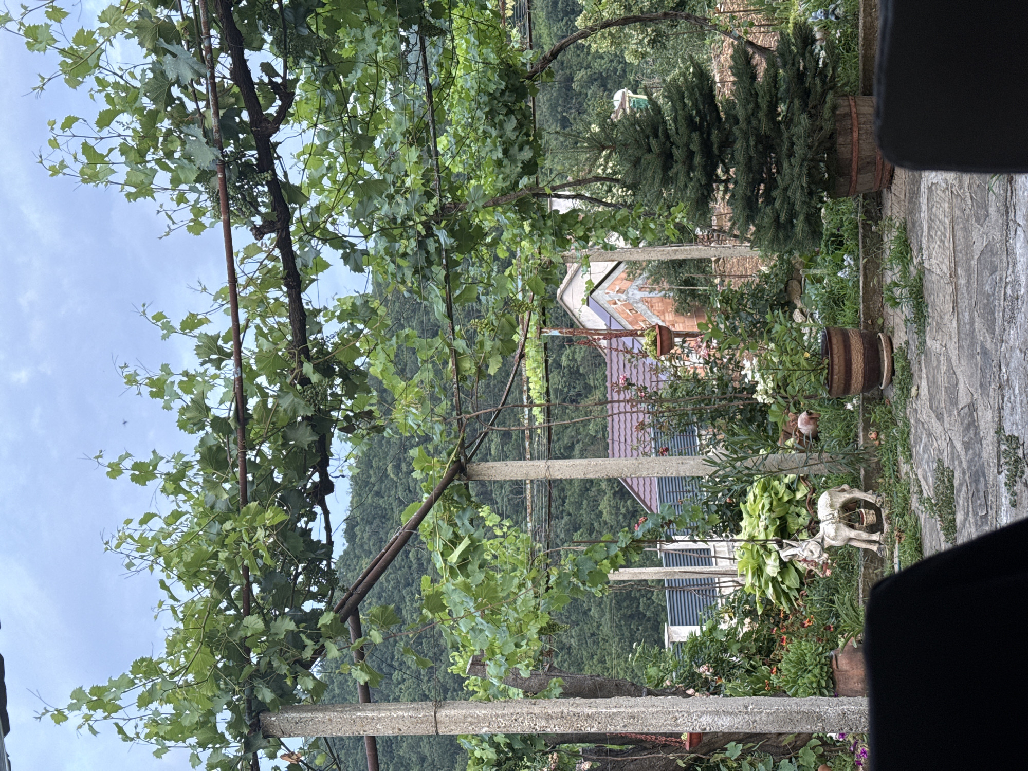 The image captures a lush, verdant courtyard in Liaskovo, Bulgaria, dominated by a mature grapevine canopy supported by concrete posts and metal framing. Beneath the vines, a variety of plants thrive, including a small evergreen tree in a wooden planter to the right, and a white statuette of a donkey with a hanging basket to the left. In the background, a residential building with a red-tiled roof and brick accents is partially visible, nestled against a backdrop of densely wooded hills under a cloudy sky. The ground is paved with irregular stone slabs, with patches of grass and scattered stones. The scene evokes a sense of rural tranquility.