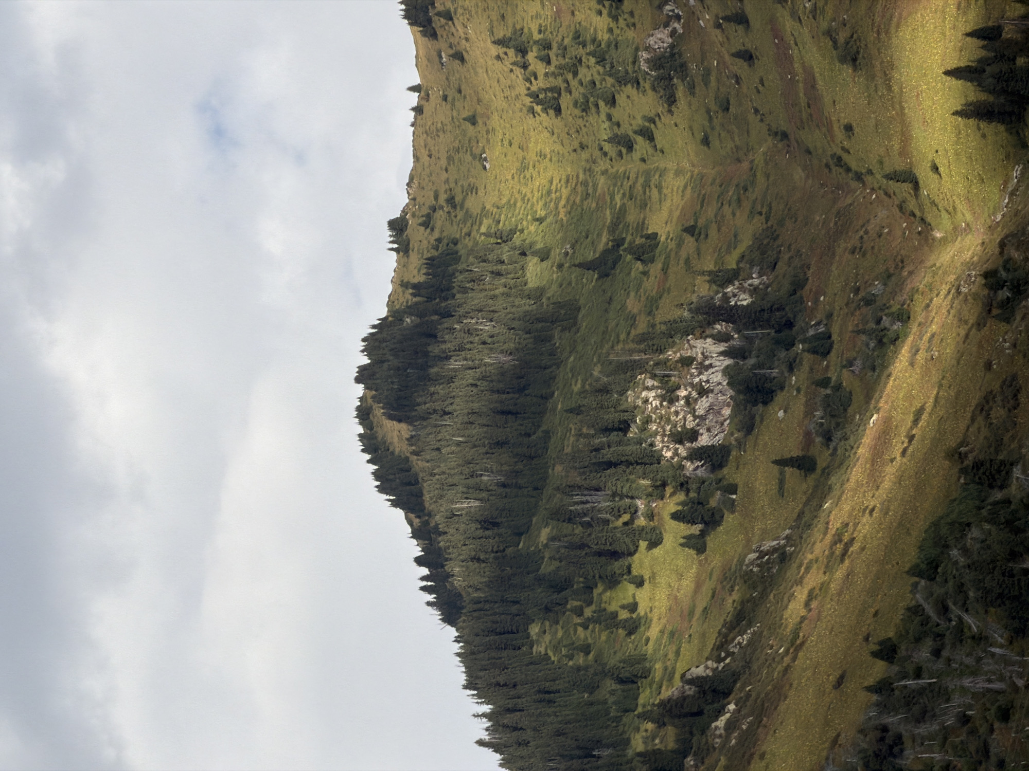 The image depicts a mountainous landscape with a steep, verdant slope covered in a mix of coniferous trees and grassland. The trees are densely packed on the upper portions of the slope and scattered sparsely on the lower sections. Patches of sunlight illuminate parts of the grassland, creating a contrast with the shadowed areas. The sky is overcast with scattered clouds. The scene is an outdoor, natural environment, likely a mountainside in the vicinity of Almaty, Kazakhstan, given the vegetation and terrain. No people, animals, or man-made structures are visible in the frame.