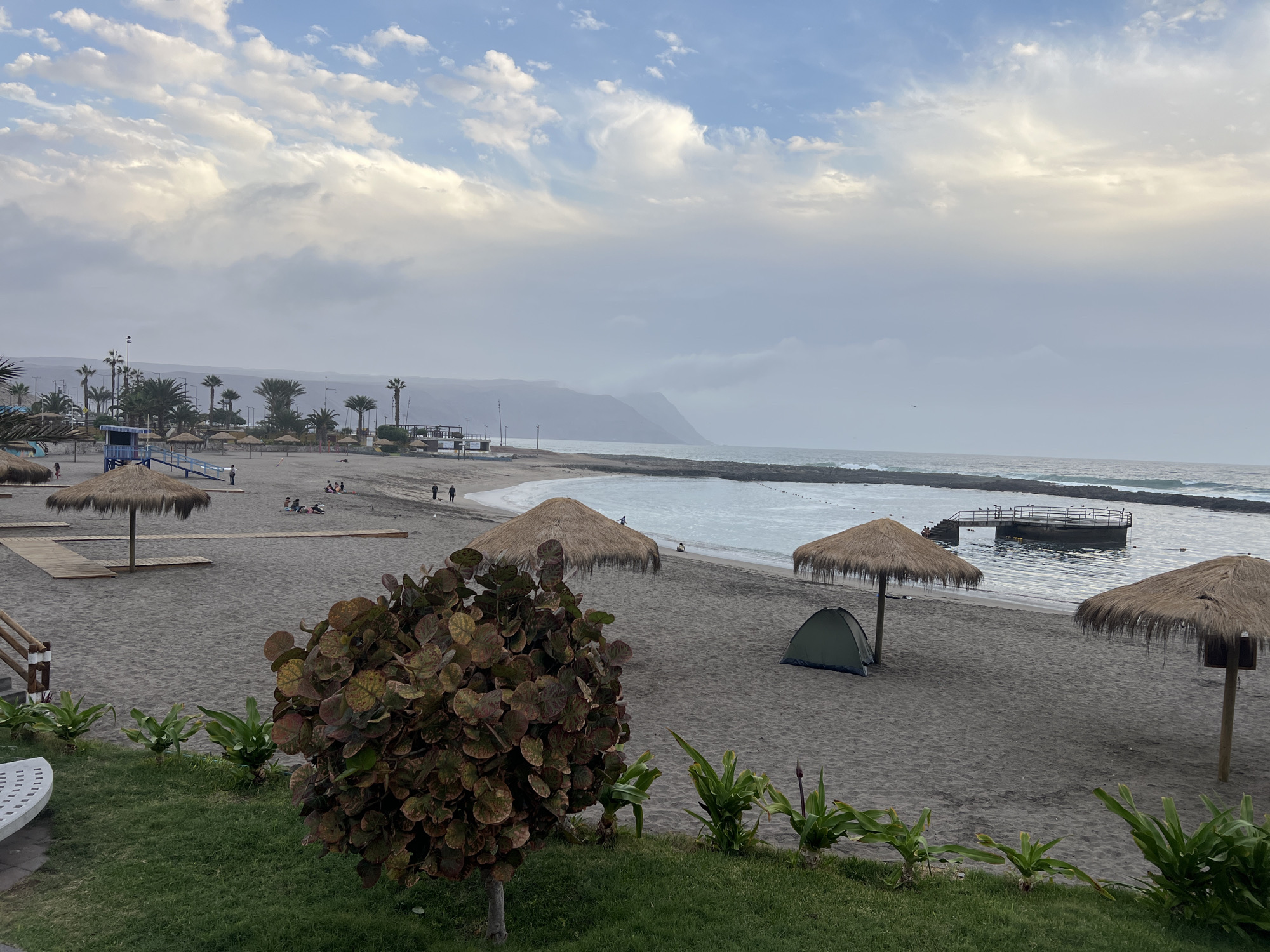 The image depicts a beach scene in Arica, Chile, under a cloudy sky. In the foreground, a lush green lawn borders a sandy beach. A large, leafy bush with reddish-green foliage is prominent on the left. Several small, green plants with emerging flower stalks grow along the edge of the lawn. Further back, on the sandy beach, are two thatched-roof umbrellas. To the left of these umbrellas, a wooden walkway leads towards the sand.
On the beach, there are a few scattered individuals. Some are sitting near the water's edge, while others are walking. A small, green tent is pitched between the two umbrellas. In the distance, the ocean stretches towards a hazy coastline with hills. A pier juts out into the water on the right side of the image, with several birds perched on it. Palm trees and other vegetation are visible along the shore in the background. The overall atmosphere suggests a quiet, early morning or late afternoon on a slightly overcast day.