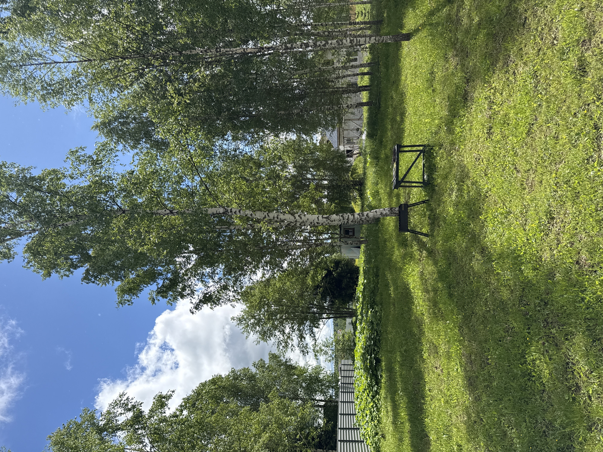 The image depicts a grassy area in Buzhaninovo, Russia. Several birch trees with green leaves and white bark are present, extending from the foreground towards the background. The sky, visible between the trees, is blue with white clouds. A black, metal bench is situated on the grass. A fence is visible behind the trees near the middle ground. A building is observed between the trees in the background. Shadows from the trees are cast on the grass.