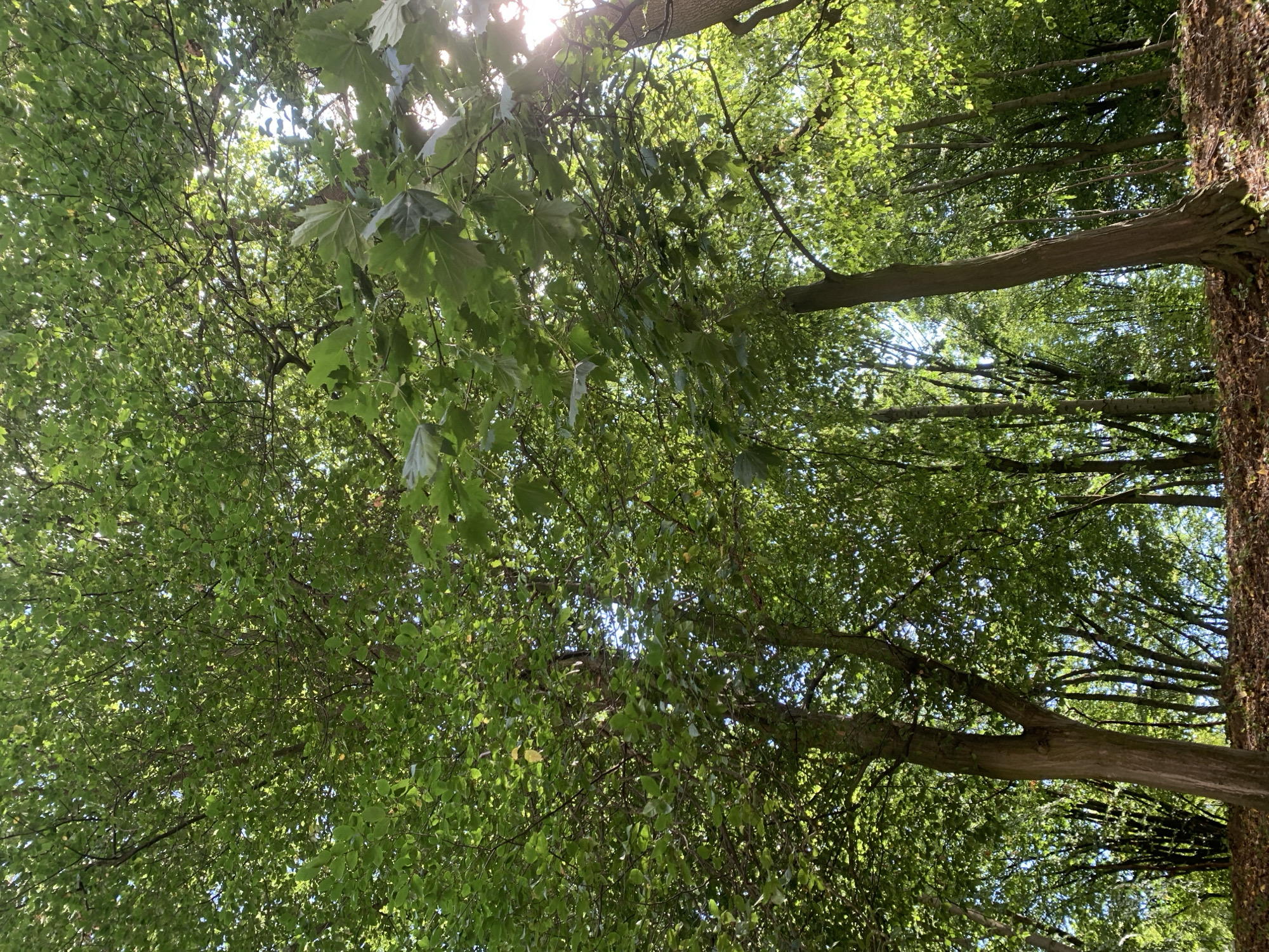 This is a low-angle, vertical, medium shot of a dense deciduous forest canopy on a sunny day, taken from a pathway at the bottom of a gentle slope. The leaves are a vibrant green, with sunlight dappling through the branches and creating bright highlights. The ground at the bottom of the frame is covered in fallen leaves and brown earth. Several tree trunks are visible, with rough bark and branching structures. The overall impression is one of lush, natural growth. There are no people or animals visible in the image. The scene is consistent with many parks and forested areas within the city of Lviv, Ukraine, such as Stryiskyi Park or the forests surrounding the High Castle.