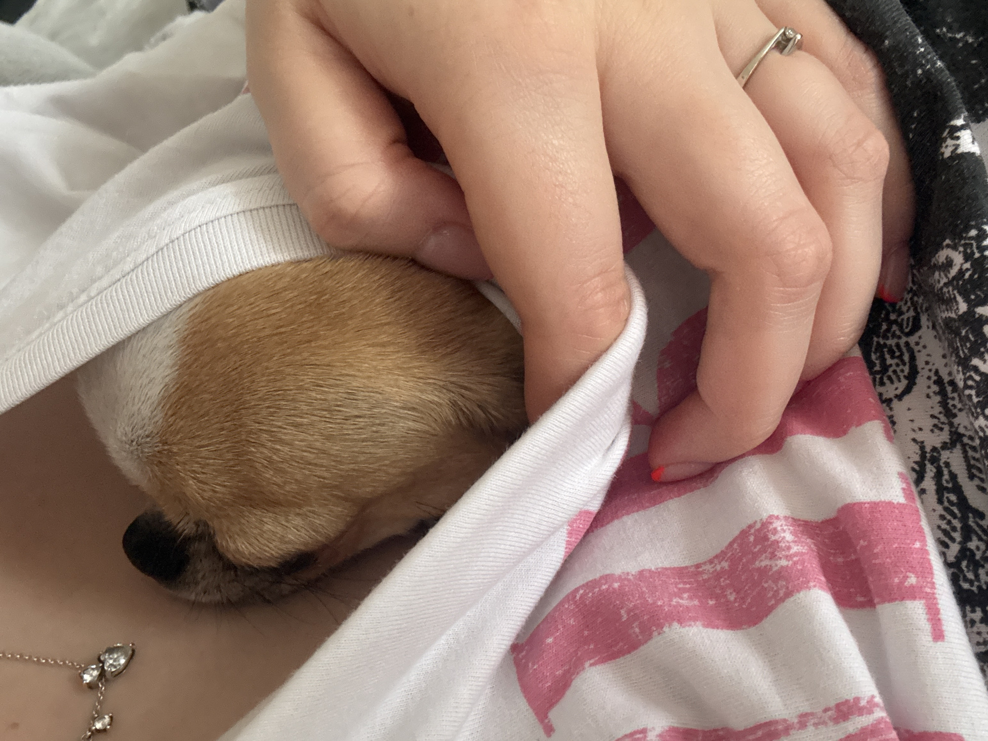 A tan and white chihuahua puppy is nestled on a person's chest, partially covered by a white t-shirt. The person's hand, adorned with a silver ring on the ring finger and nails painted orange, rests protectively on the dog. A silver necklace with a dangling charm sits against the person's skin. Part of the person's upper body is visible, covered in a white and pink striped shirt, and a patterned black and white garment lies adjacent. The location of the photo is unknown and not evident in the image.