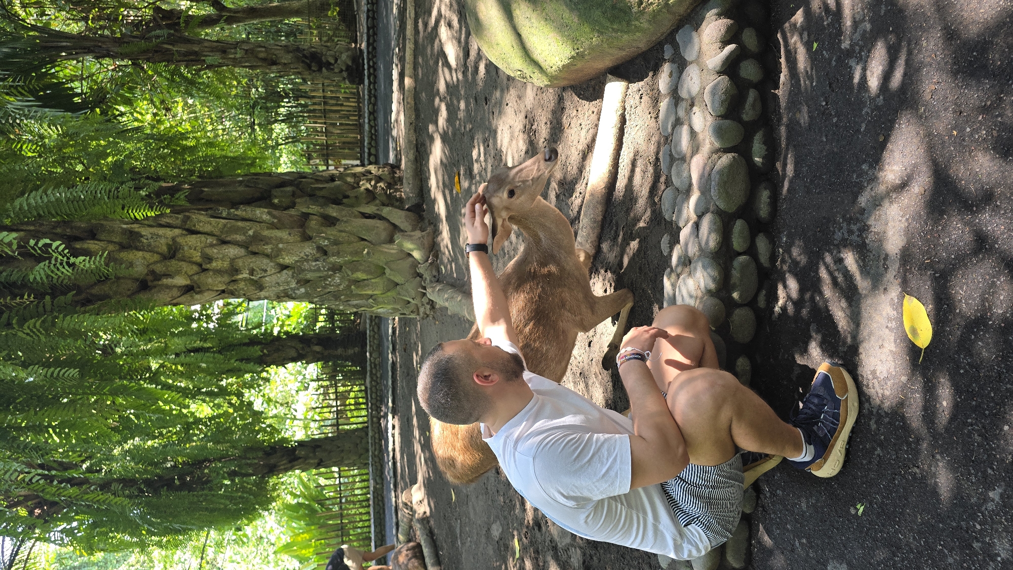 A man kneels in a shaded, outdoor enclosure in Celuk, Indonesia. He wears a white t-shirt and striped shorts. He is interacting with a small deer. The deer is light brown and standing. The man's hand is raised to the deer's head. Behind the man are a tree with textured bark and foliage. The ground is covered with dirt and stones. A yellow leaf lies on an asphalt surface nearby. A fence is faintly visible in the background.