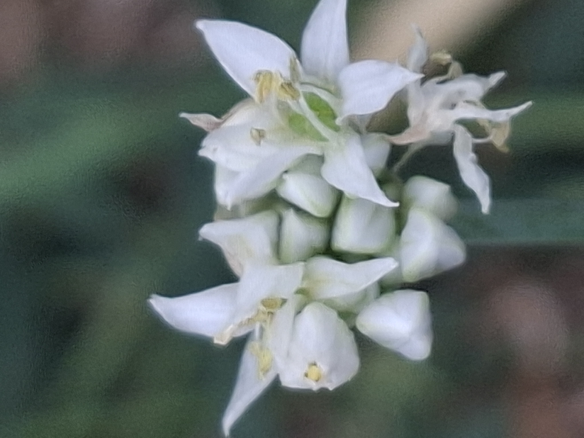 The image shows a close-up of a cluster of small white flowers with yellow stamens against a blurred green and brown background. The flowers appear to be in various stages of bloom, with some buds still closed and others fully open, revealing delicate petals and intricate reproductive parts. The overall impression is one of natural beauty and fragility. The image's context in Almaty, Kazakhstan, is not discernible from the visual information presented.