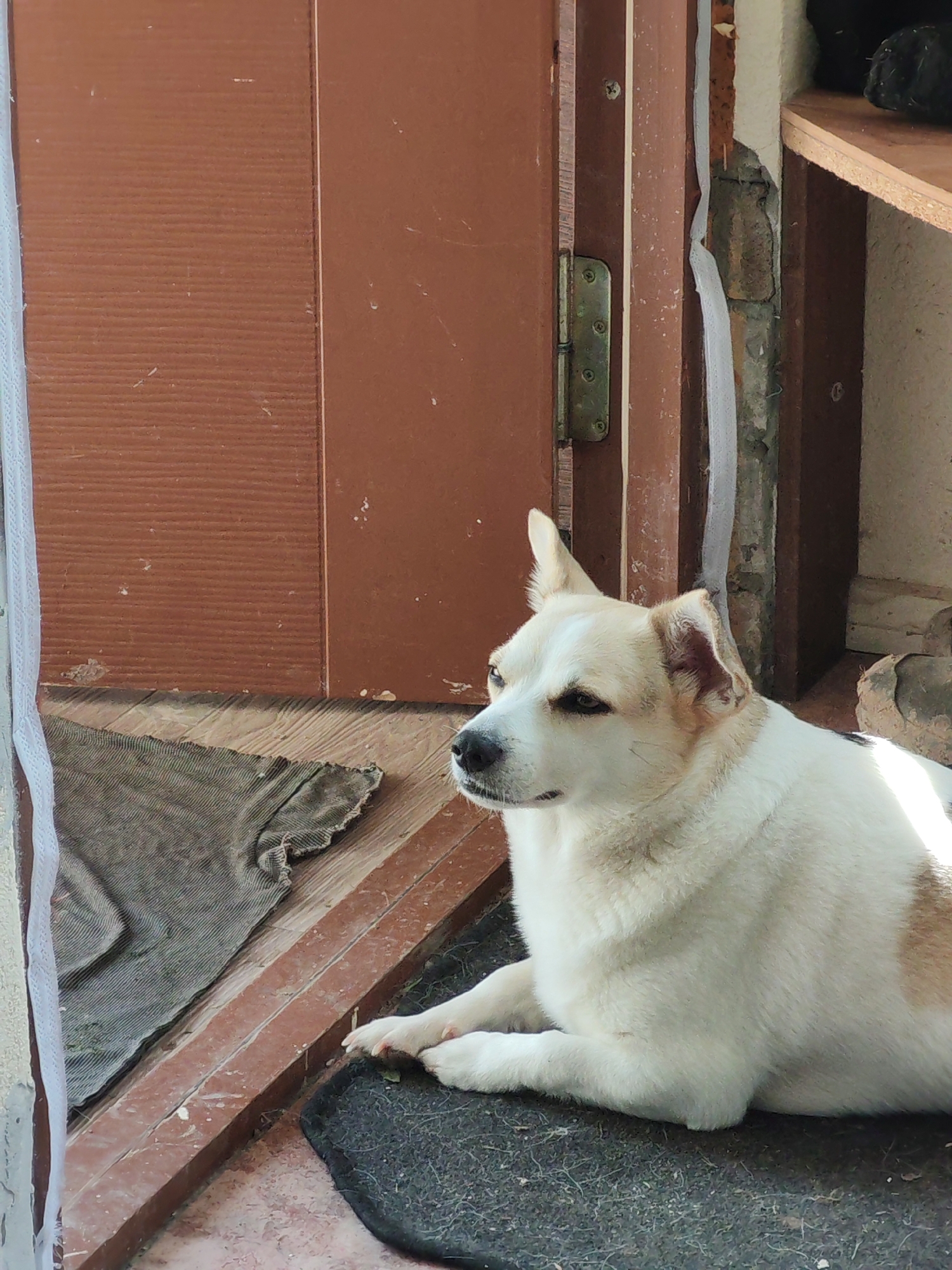 A white dog with tan markings is resting on a dark-colored mat near an entrance, location of Unknown, Unknown. The dog is lying down, facing left, with its paws visible. Behind the dog is a brown wooden door with a hinge. To the left of the door, a mesh screen is partially visible. The floor appears to be made of wood with a gray fabric placed on it near the door. The environment around the door seems to be under construction with exposed wall materials visible.