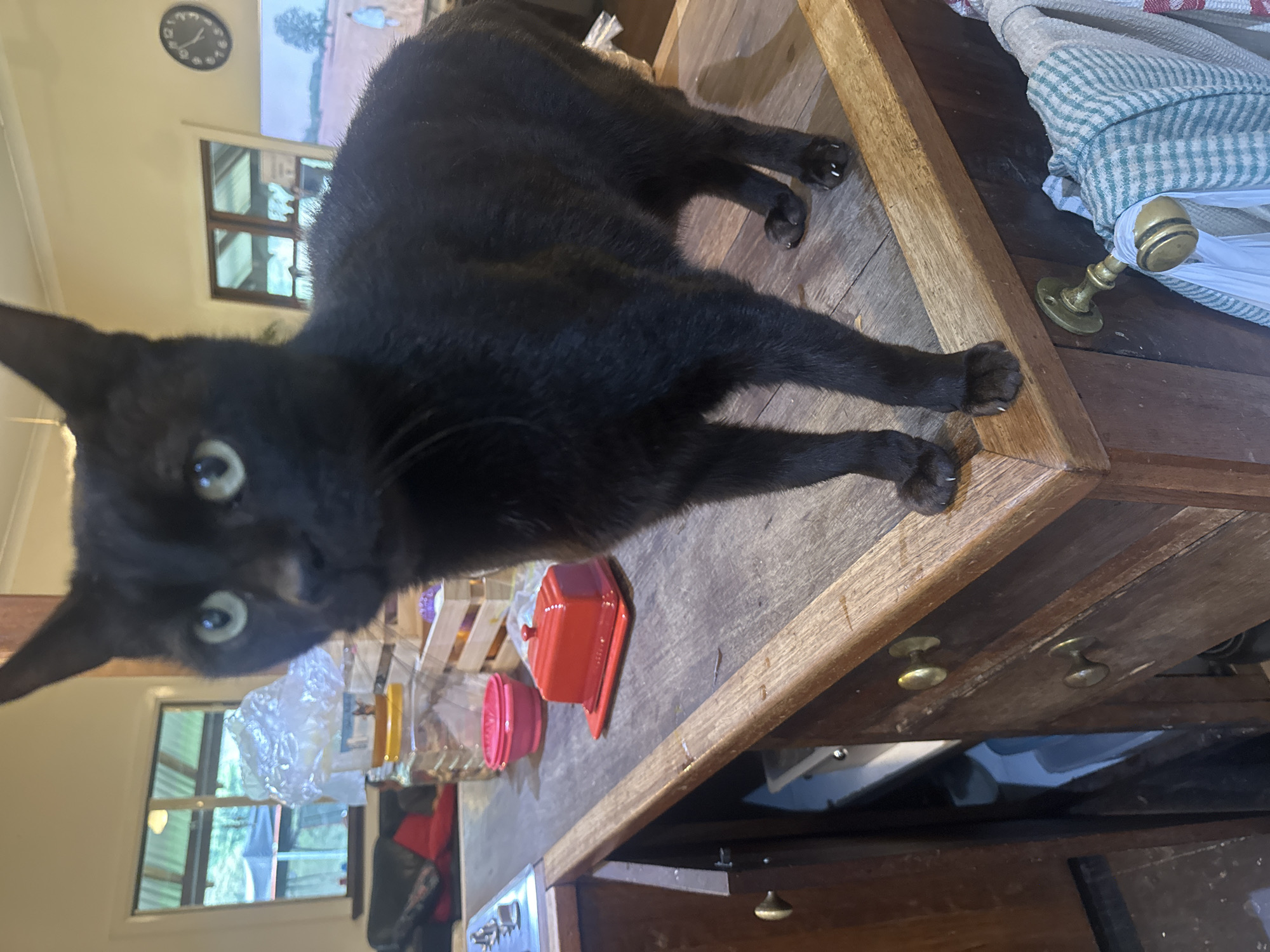 A black cat stands on a wooden countertop in what appears to be a kitchen. The cat is facing the camera with its head turned slightly to the left. Its eyes are green and wide open. Behind the cat, various kitchen items are visible, including a red butter dish, a pink bowl, and a clear plastic container with a yellow lid. A window with a view of trees and a structure with a corrugated roof is also present. In the background, a wall-mounted clock and a television screen displaying a landscape image are visible. The countertop is made of wood with visible grain and has a slightly worn appearance. Two drawers with brass knobs are built into the cabinetry below the countertop. A towel and a plastic bag hang from a brass hook on the side of the cabinetry. The image is taken in an indoor setting. The location in Thora, Australia is not discernible from the image.