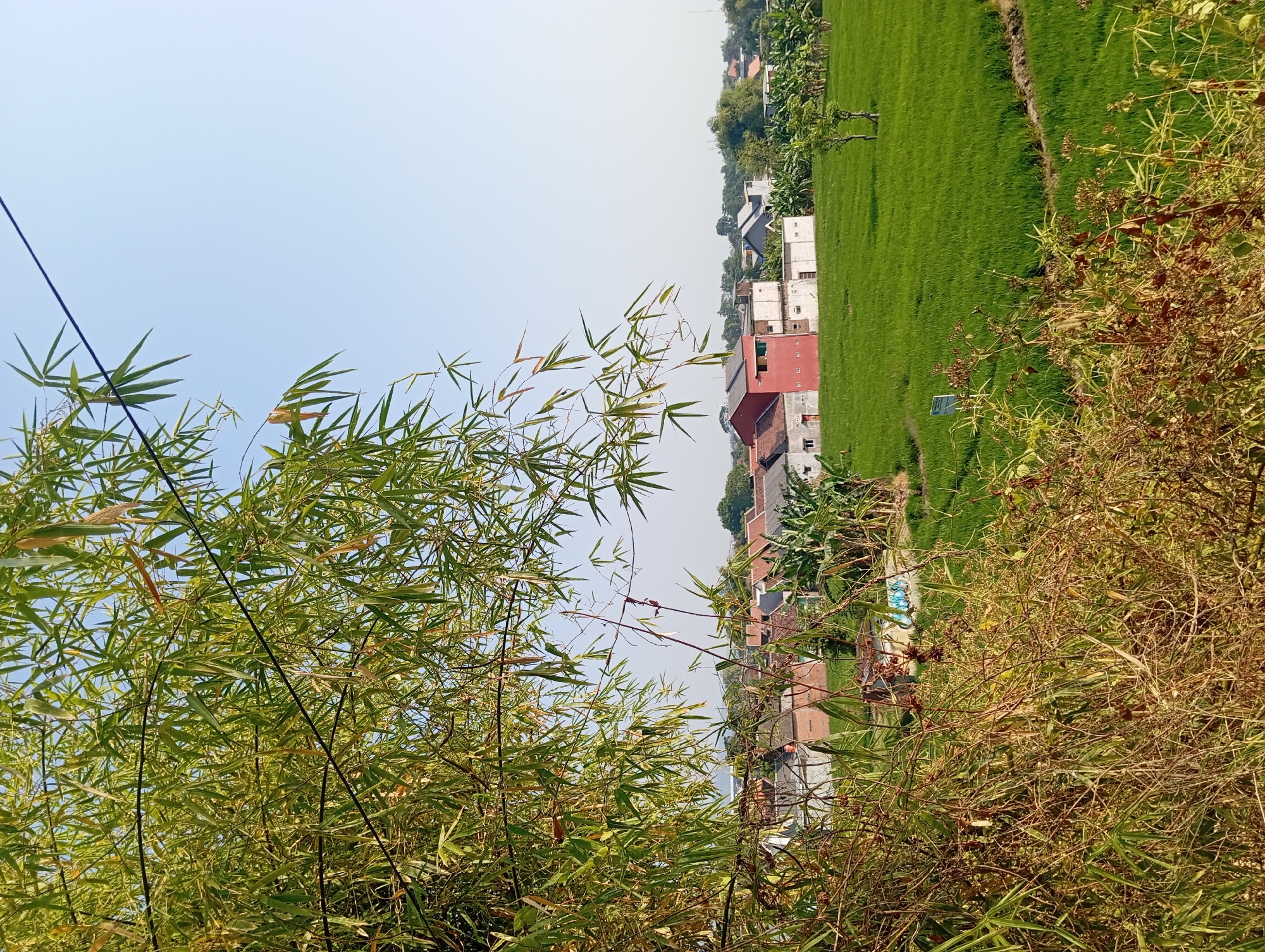 An eye-level, outdoor, medium shot captures a sunlit scene in Jogosari, Indonesia. In the foreground, lush green bamboo stalks and dry, tangled brush create a natural frame. Beyond this verdant barrier, a vibrant green rice paddy stretches across the landscape. In the mid-ground, a cluster of houses with terracotta-tiled roofs and red and white facades are nestled amongst banana trees and other foliage. The background is dominated by a clear, pale blue sky, with a single black wire running diagonally from the upper left to the upper right. No people are visible in the image.