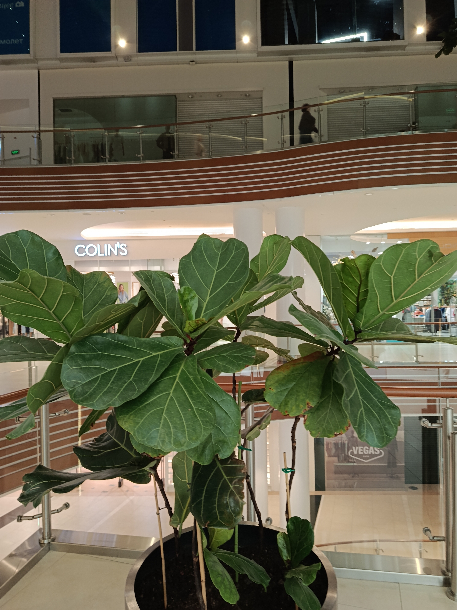 The image shows a ficus lyrata plant in a large metal pot. The plant has several stalks and large, green leaves with prominent veining. The pot sits on a light-colored tile floor in what appears to be a shopping mall or other commercial building. In the background, there is a second-story balcony with a railing, behind which are storefronts. One storefront is visible with the text "COLIN'S" above it. Further back, another store has a sign that reads "VEGASS". People are seen walking on the balcony level. The building has a multi-level structure with lighting fixtures and other architectural details. The location is in the city of Unknown, Unknown.