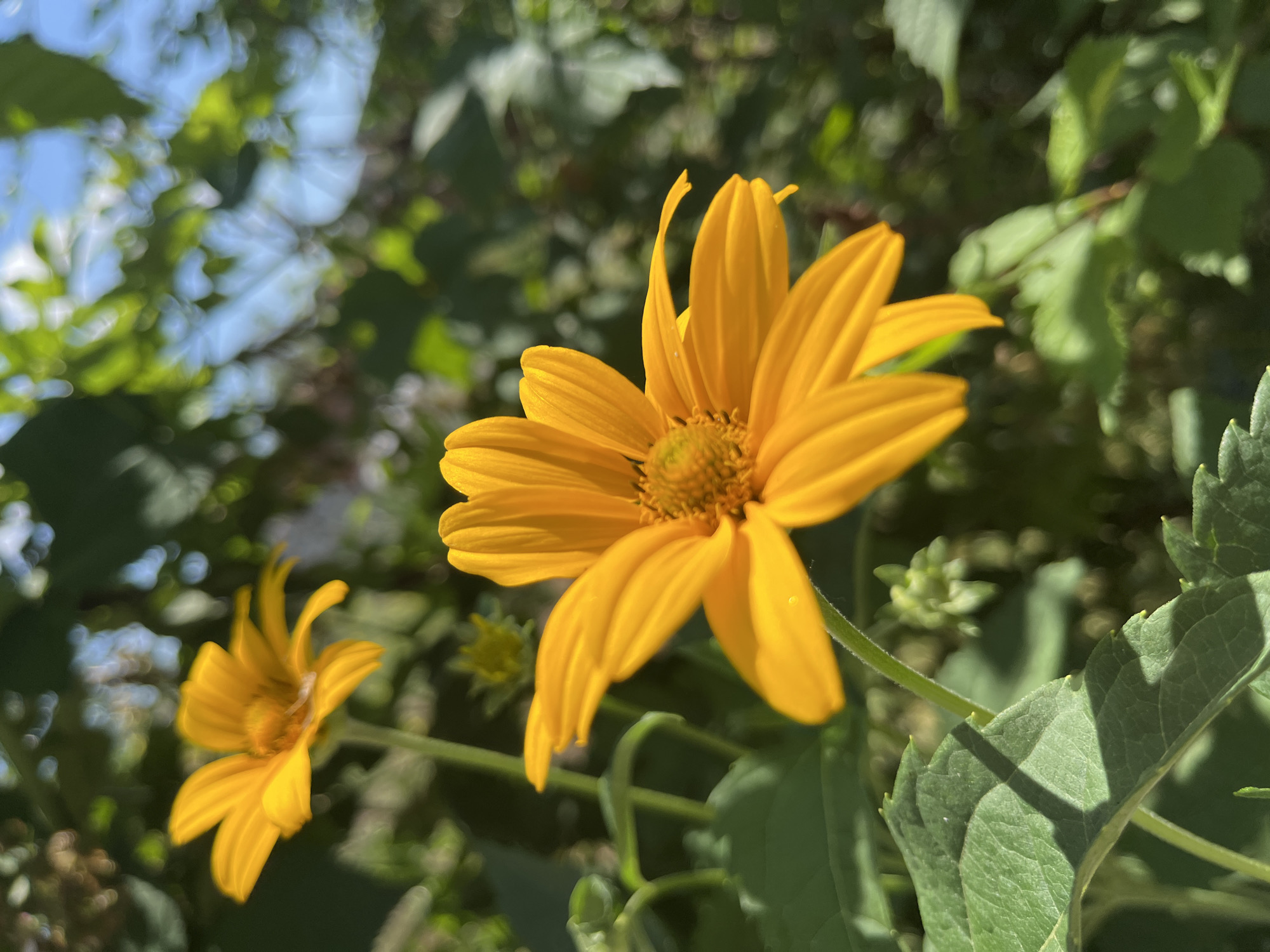 The image is a close-up, outdoor photograph of two yellow daisy-like flowers. The main subject is a large, vibrant yellow flower in the foreground, facing slightly to the left. Its petals are elongated and slightly curled. Behind it, to the left and further back, is a second, smaller yellow flower. Both flowers are in focus, while the background is softly blurred.
The background consists of lush green foliage and hints of blue sky with dappled light, suggesting a sunny day. The leaves in the background are a mix of shapes and sizes, some appearing broad and others more delicate. The lighting indicates it is daytime, likely late morning or afternoon, with the sun casting shadows on some of the leaves, particularly on the large leaf in the lower right of the frame.
The overall impression is one of natural beauty and tranquility. The setting appears to be a garden or a natural outdoor environment. There are no people visible in the image, nor is there any text. The focus is solely on the flowers and their immediate surroundings. The scene is set in Dnipro, Ukraine.