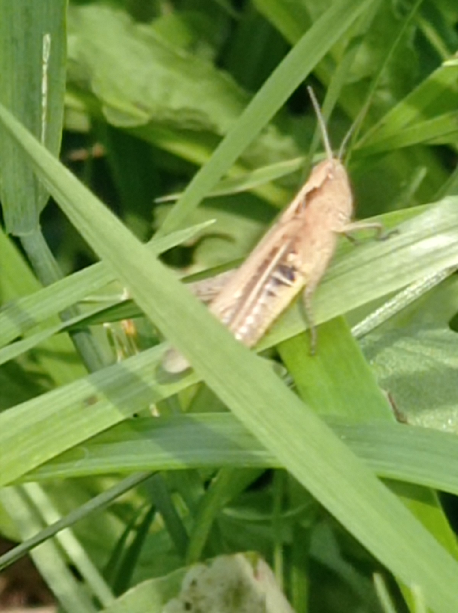 A light brown grasshopper is shown from the side, resting on a blade of grass. The grasshopper is positioned diagonally across the frame, with its body angled towards the upper left. Its legs are visible, with the hind legs appearing thicker and adapted for jumping. The grasshopper's head is facing left, and its antennae are extended forward. The surrounding environment consists of lush green grass and foliage, suggesting an outdoor natural setting. The image appears to be a close-up shot, focusing on the details of the insect and its immediate surroundings. There are no indications of human presence or urban elements in this natural scene.
