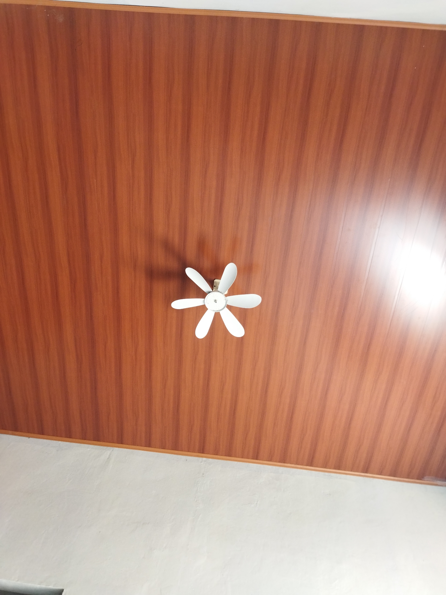 The image shows a white ceiling fan with five blades mounted on a wood-grained ceiling. The ceiling has a reddish-brown hue with vertical grain patterns. Below the wood-grained ceiling is a white wall. The scene appears to be an interior space, possibly a room. There is a bright light source reflecting off the ceiling on the right side of the image. No people are visible. The photograph was taken from below, looking upwards at the ceiling and fan.