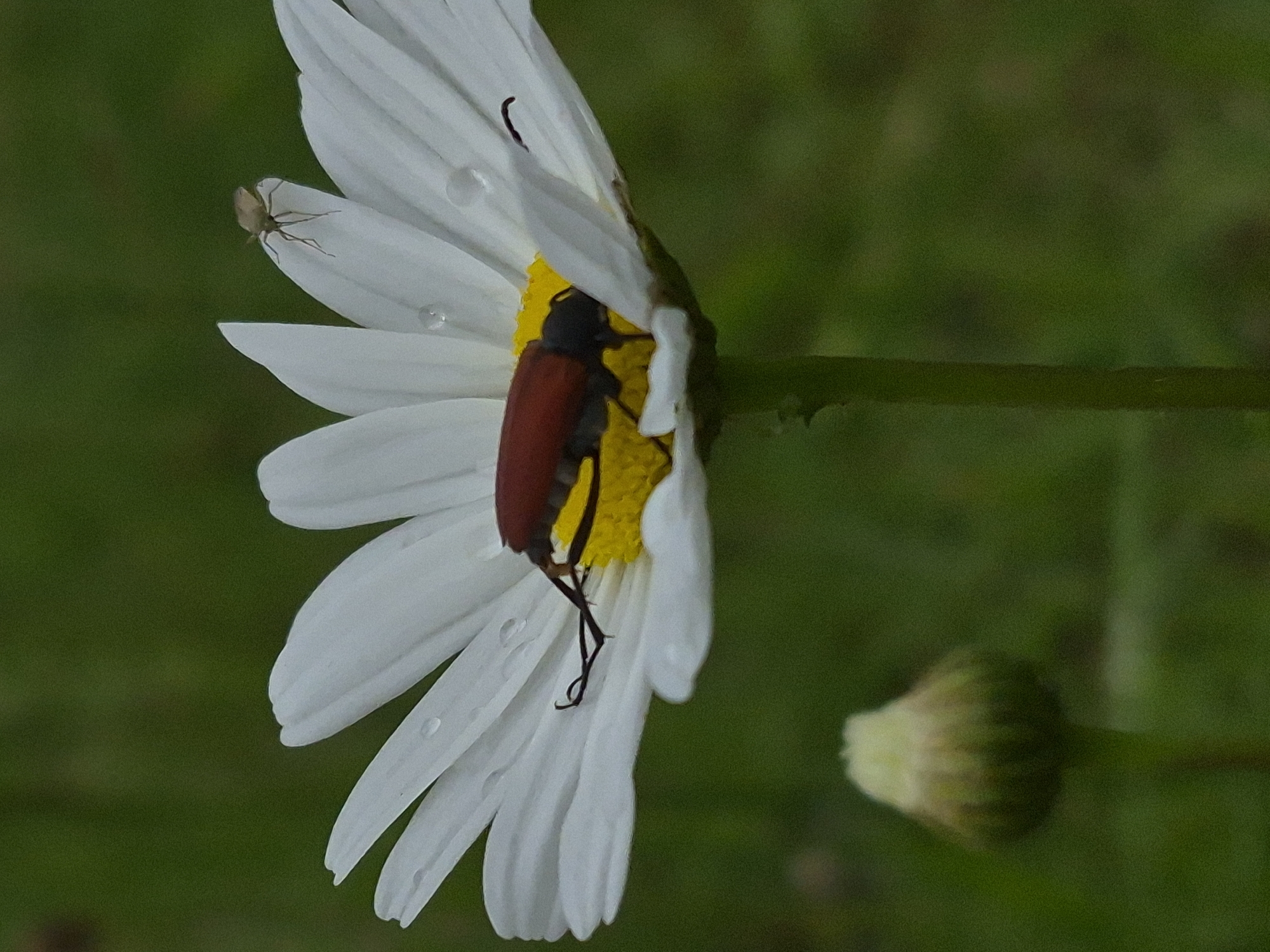 An extreme close-up, low-angle shot captures a solitary daisy in its natural outdoor environment. The daisy, white with a yellow center, is partially obscured by the focused lens, with its petals appearing soft and delicate. A reddish-brown beetle is perched on one of the white petals, its dark legs gripping the surface. To the upper right of the main daisy, a smaller, lighter-colored insect with multiple legs is visible on another petal. In the lower left corner, a closed daisy bud, pale green and rounded, stands out against the blurred green background. The background itself is a soft, out-of-focus blur of green foliage, suggesting a garden or meadow setting. The lighting appears natural, with hints of dew drops on the petals indicating a recent rain or morning mist. The overall scene is tranquil and focused on the intricate details of the insect life within the daisy. No human presence or urban elements are depicted, making the location within Sooblase, Estonia, purely speculative based on user input.