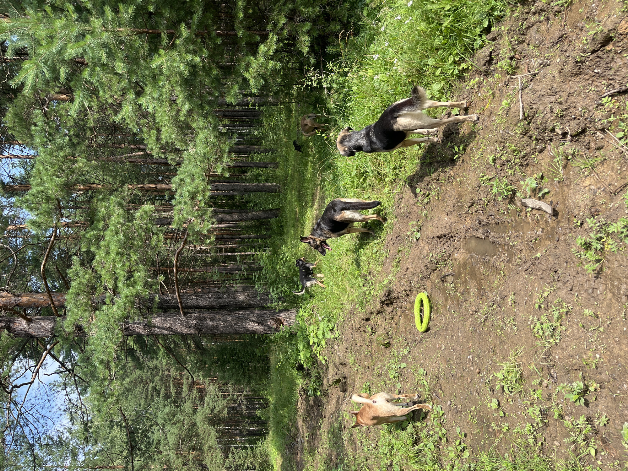 A group of dogs are playing in a wooded area. In the foreground, a tan dog with its back to the camera walks on a muddy path, with a bright green ring toy on the ground to its left. To the right and slightly further back, a German Shepherd mix is standing and looking to the right. Further back, another German Shepherd mix stands facing left, with its mouth open as if panting or playing. In the background, two other dogs are visible, one black and one tan, further into the trees. The environment is a dense forest with tall pine trees and lush green undergrowth. The ground is a mix of dirt, mud, and grass, indicating it may have recently rained. The sky is visible through the canopy, appearing bright blue with some white clouds. The scene is characteristic of a natural park or forest area, commonly found in or around cities like Nizhny Tagil, Russia, where such outdoor recreational spaces are popular.