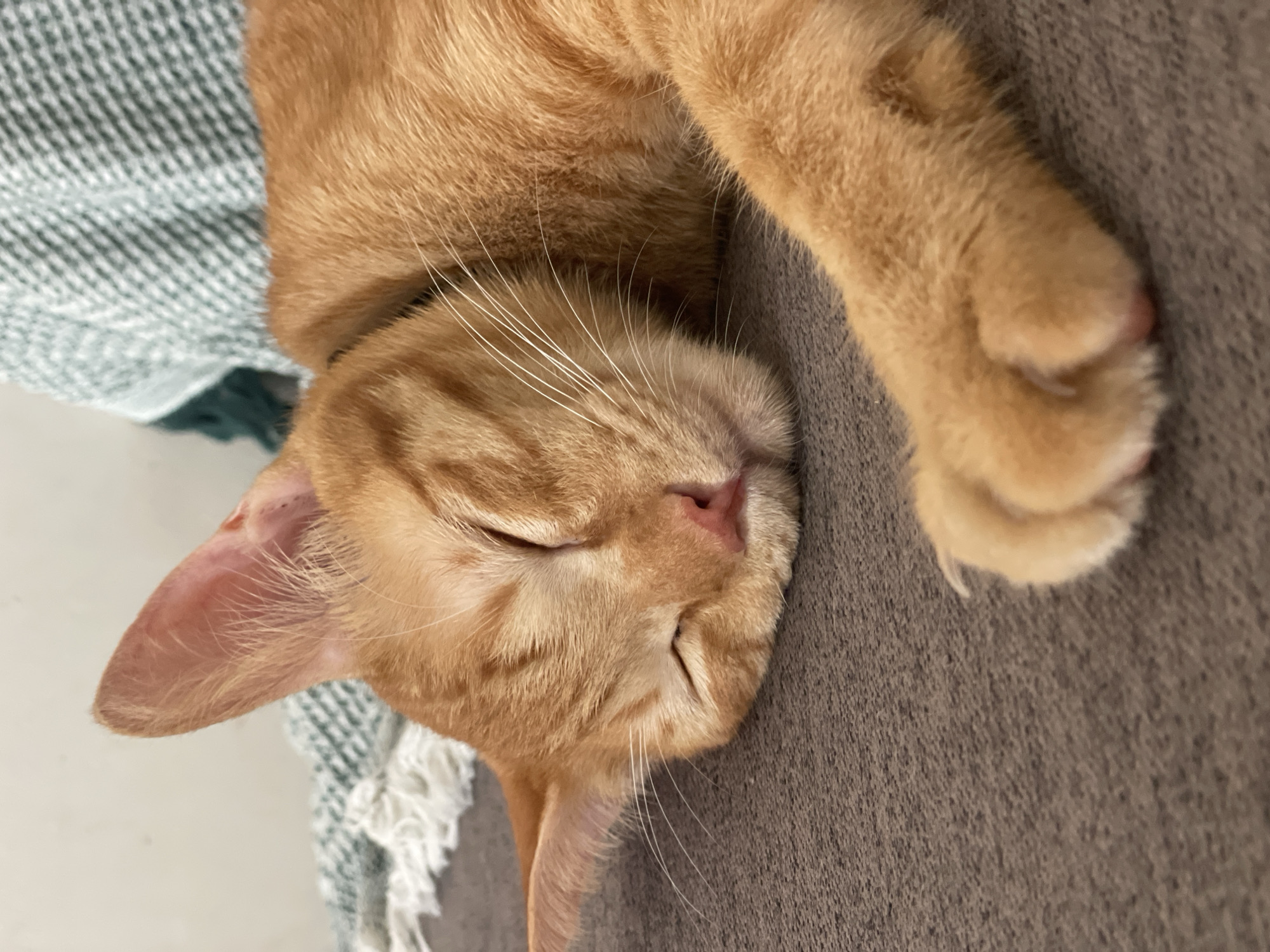 The image displays a short-haired, orange domestic cat asleep on a dark grey textured fabric surface, presumed to be upholstery. The cat is positioned on its side, with its eyes closed, exposing a pink nose and prominent white vibrissae. Its left ear is partially visible, showing light orange fur and pink inner skin. A green and white patterned blanket is draped in the upper background. The lighting is ambient and diffuse, consistent with an indoor environment. No human subjects are present. The visual content of the image contains no specific indicators to determine its geographic location as Denpasar, Indonesia.