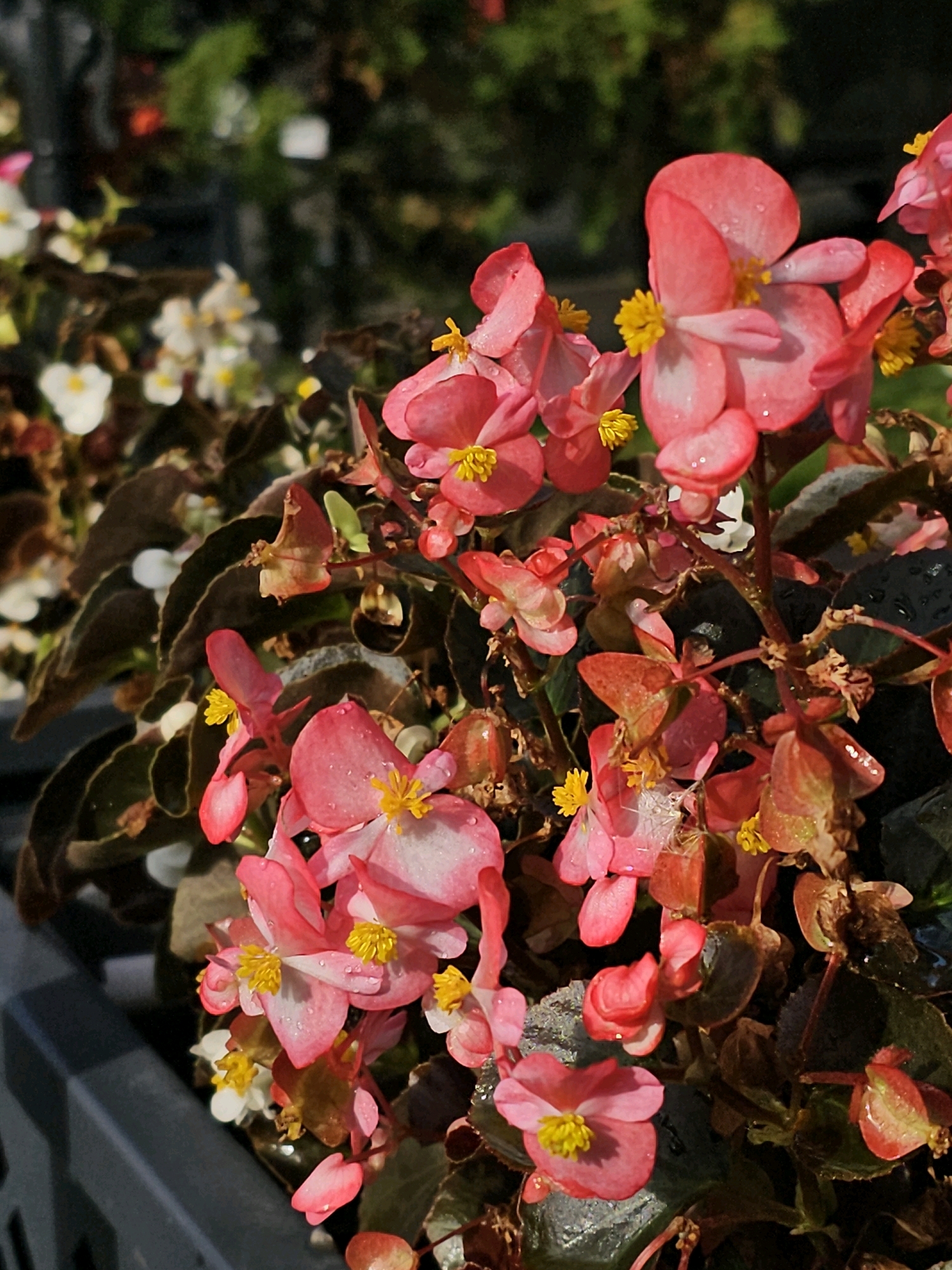 The image depicts a close-up view of several pink begonia flowers with yellow centers, some of which are adorned with water droplets. The flowers are in focus, with their delicate petals and vibrant colors clearly visible. The background is a blur of green foliage and other out-of-focus plants, suggesting an outdoor setting, possibly a garden or a park. The overall lighting suggests it is daytime, with sunlight illuminating the flowers. There are no people or discernible man-made structures in the immediate vicinity of the flowers, though the hint images suggest a plastic container for the plants, indicating a cultivated environment. There is no information within the image to suggest a specific location in Moscow, Russia.