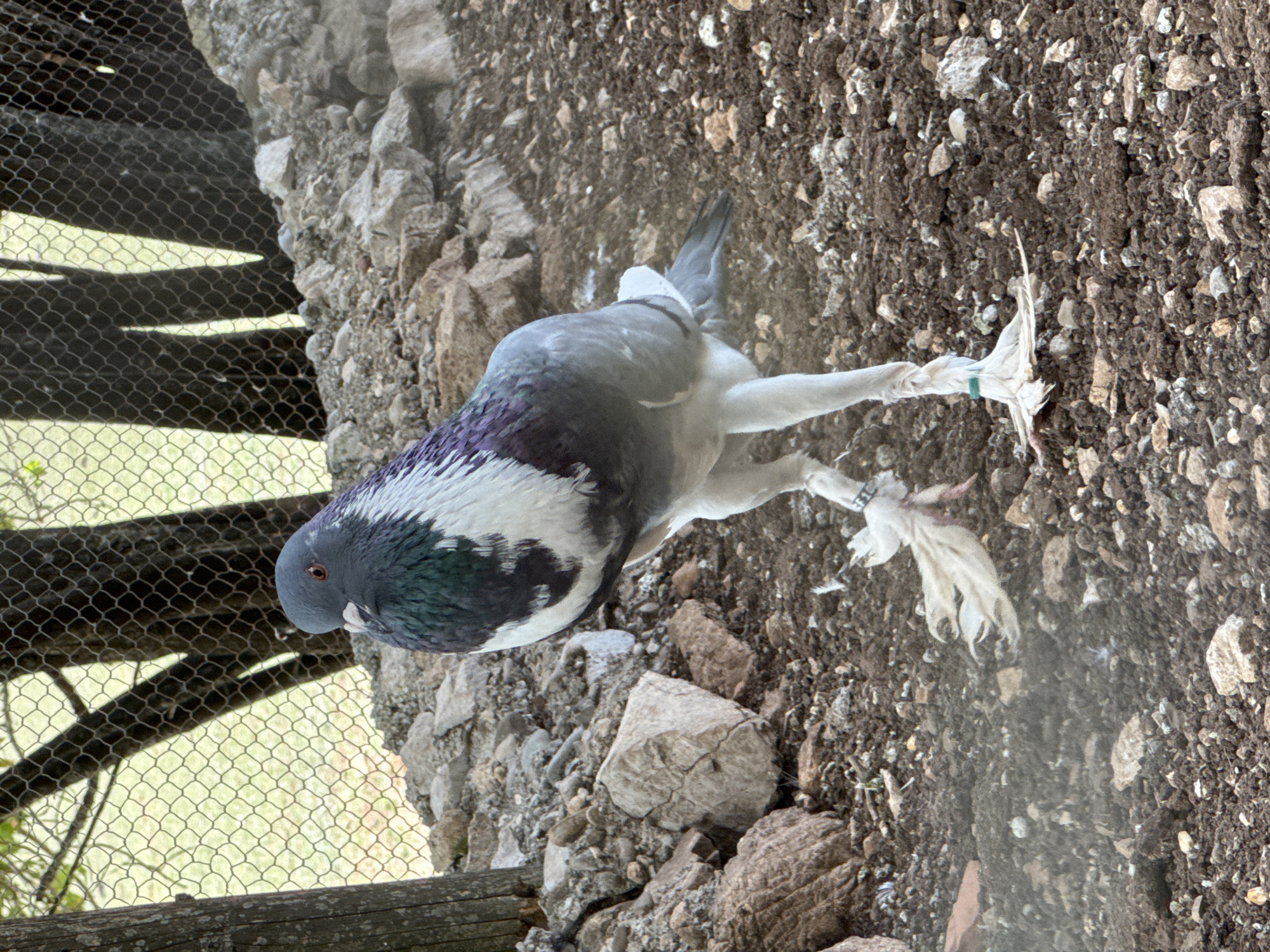A pigeon stands on stony ground. The pigeon has gray, purple, and white plumage. It has feathered feet with green tags. A chicken wire fence is on the left side of the image. The ground consists of rocks and soil. The image was taken in Gornje Mrke, Montenegro.
