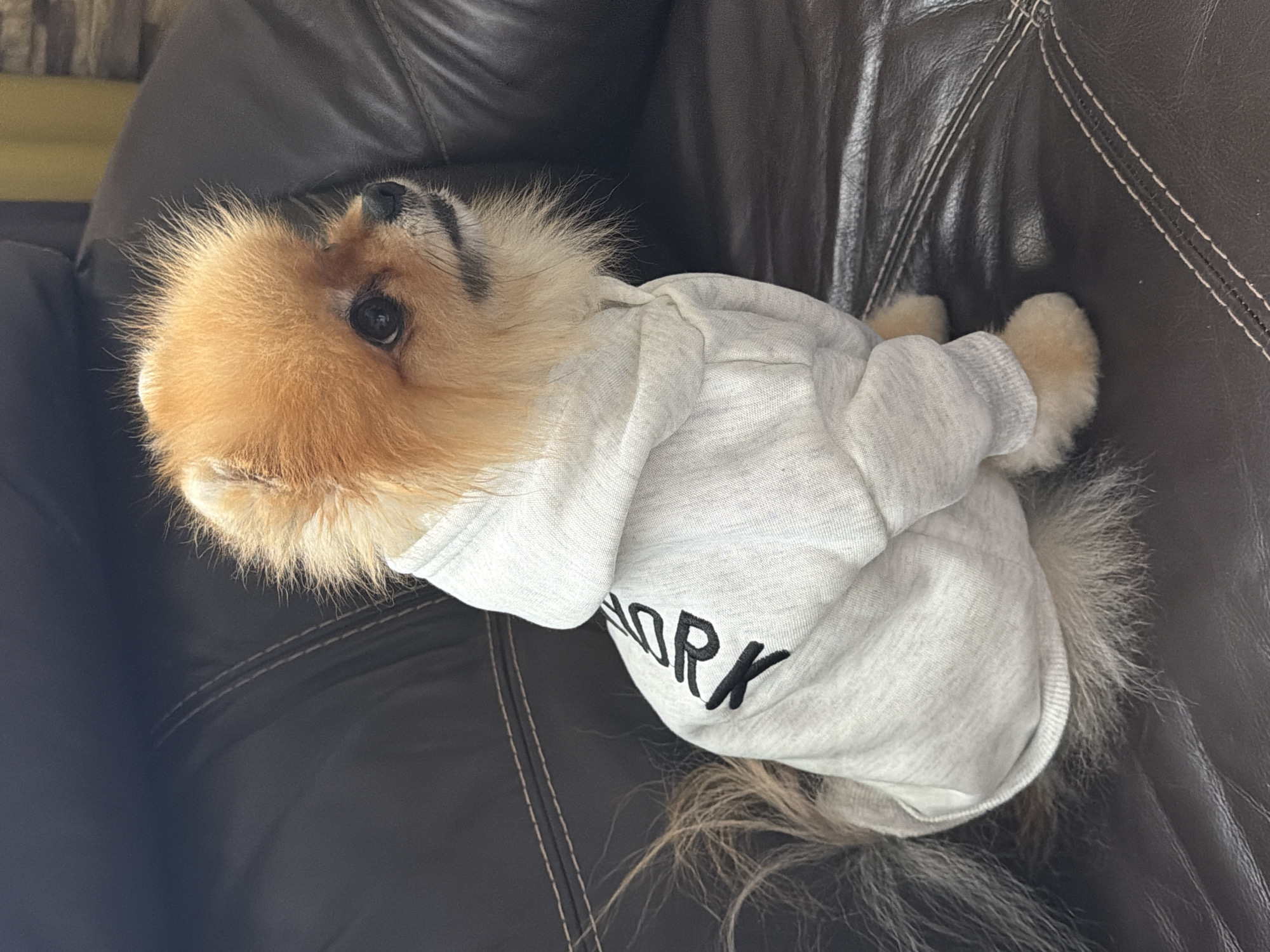 A tan and white Pomeranian dog wearing a gray hooded sweatshirt with the word "WORK" printed on it is lying on a dark brown leather couch. The couch has white stitching details. The location is not discernible as Khimki, Russia.