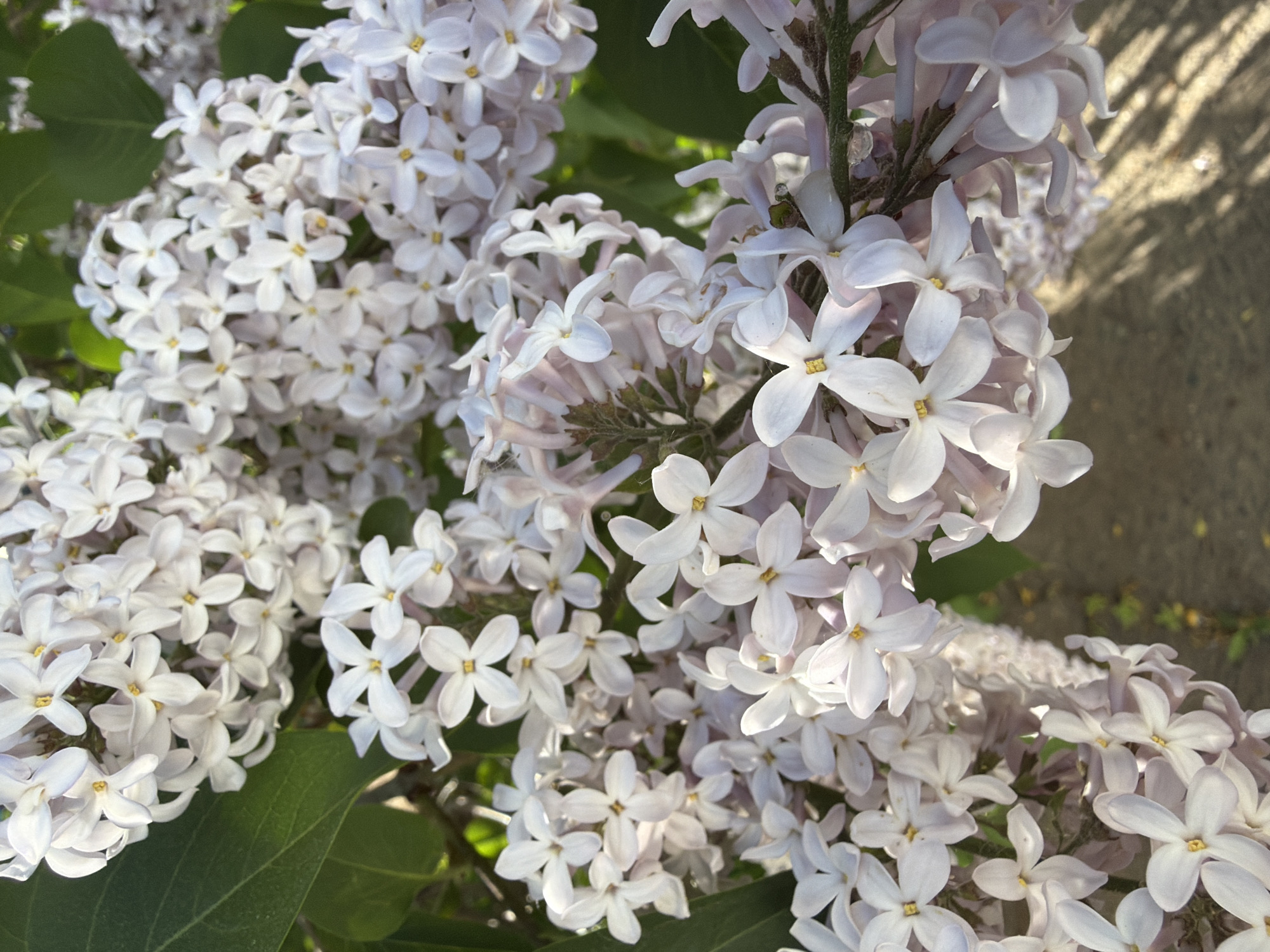 A close-up photograph displays clusters of pale lilac flowers with four petals each, punctuated by tiny yellow stamens. The blooms are densely packed, with varying degrees of focus, some appearing sharp and others softened, giving depth to the image. Green leaves peek from behind some of the flower clusters, providing contrast. The right portion of the photograph contains indistinct shadows and light areas that might suggest a pavement or ground surface, adding context to the natural setting. The image appears to be taken during daylight hours. The location is Chaikovsky, Russia.