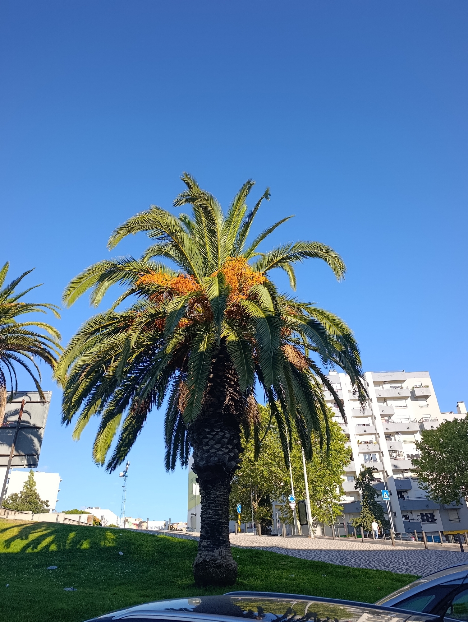 This image shows a palm tree in an urban setting, likely in the city of Setúbal, Portugal, given the architecture. The palm tree is in the foreground, with its fronds reaching towards a clear blue sky. The tree has clusters of orange fruits or flowers. Behind the palm tree, there are several buildings, including a modern apartment building with balconies. There is also a paved area that appears to be a street or sidewalk, with some greenery on a grassy slope. The lighting suggests it is daytime, with shadows cast on the grass. In the background, there is a tall blue crane, possibly indicating construction work. There are no prominent people or specific actions visible in the image.