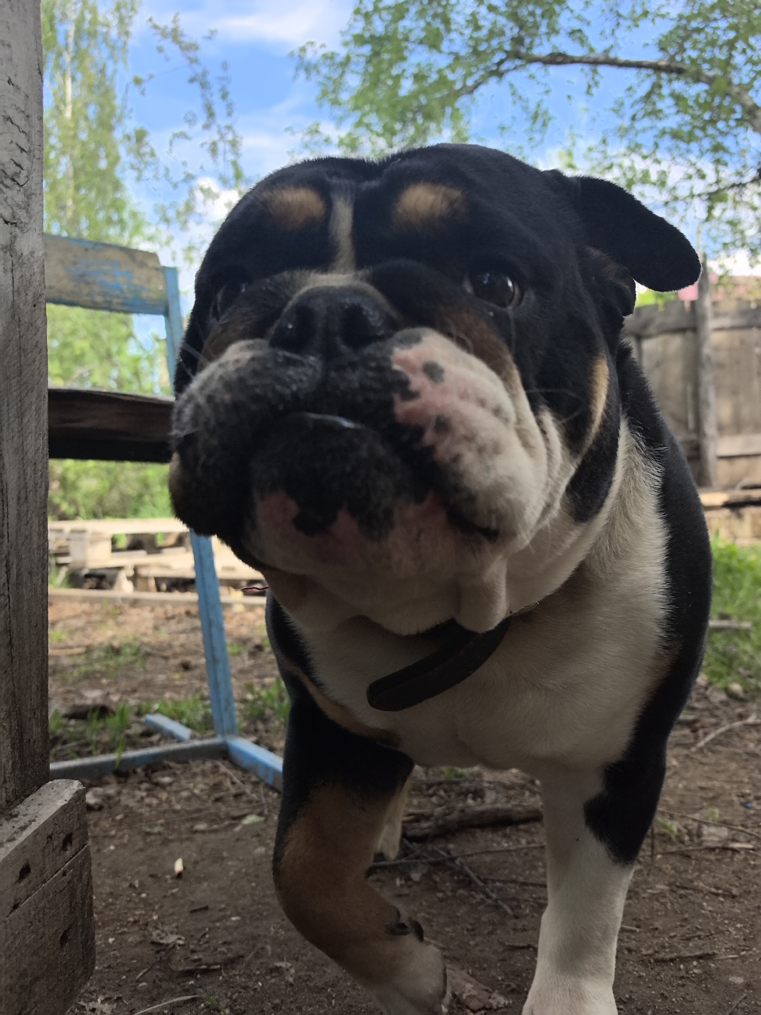 A black, white, and brown bulldog stands in a yard with a dirt ground cover. The dog is wearing a black collar. A weathered wooden chair with peeling blue paint is visible in the background. A wooden fence is also present in the background. Green trees and a blue, cloudy sky appear above the fence. The image was taken in Noviy, Russia.
