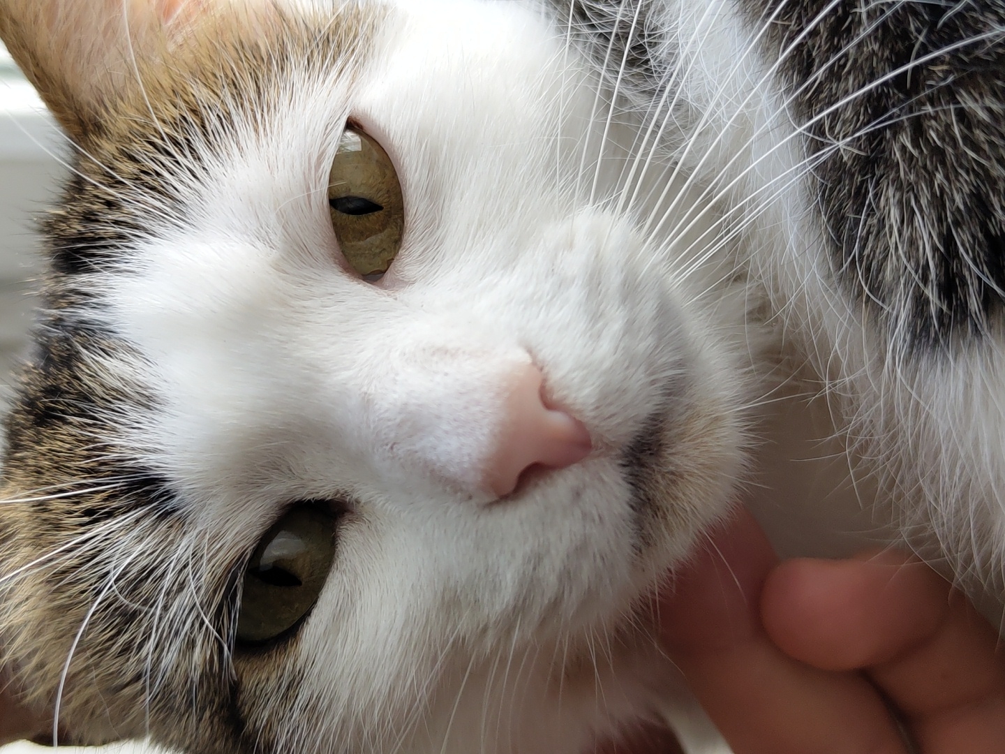 A close-up image features a cat's face, primarily white with brown and black markings around the eyes and on the forehead. The cat has green eyes and a pink nose. Its whiskers are predominantly white. A human hand is visible, touching the cat's chin area. The background is indistinct, suggesting an indoor setting. The location is not specified and remains unknown.