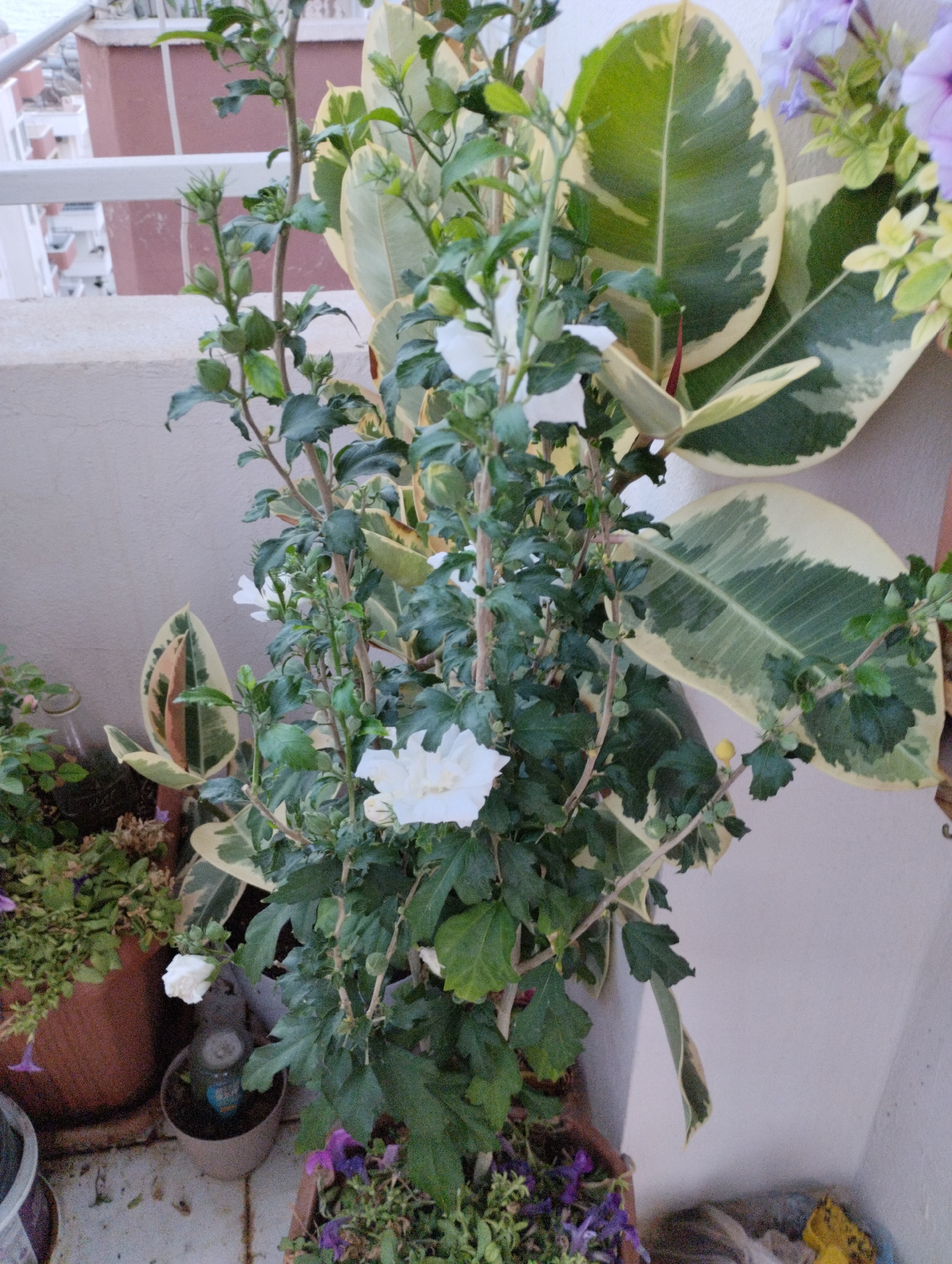 A vertical, medium shot captures a balcony garden with lush greenery. In the foreground, a tall hibiscus plant with dark green leaves and white flowers is the central subject, its branches reaching upwards. To its right, a variegated rubber plant (Ficus elastica) with large, marbled green and cream leaves is prominent. Smaller potted plants with purple flowers and green foliage are visible at the bottom. The background shows a cream-colored wall and a railing, with blurred buildings in the distance. The scene is situated on a balcony in Mezitli, Turkey.