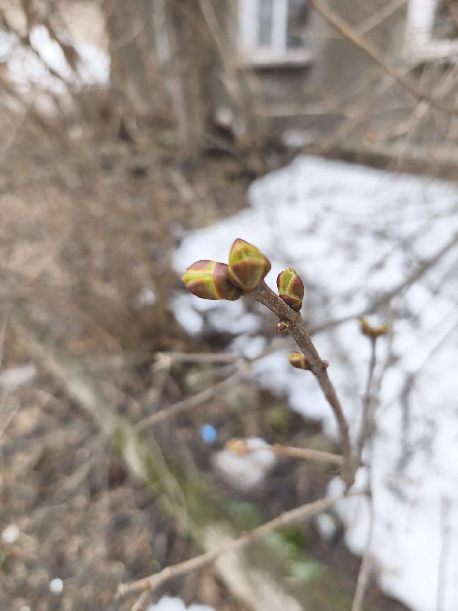 The image features a close-up of tree buds on a branch, with a blurry background showing remnants of snow and a building. The buds are starting to show green, indicating the beginning of spring. The exact location in the city of Chaikovsky, Russia, cannot be determined with certainty from this image alone. The scene depicts the natural world in transition, highlighting the re-emergence of life after winter.