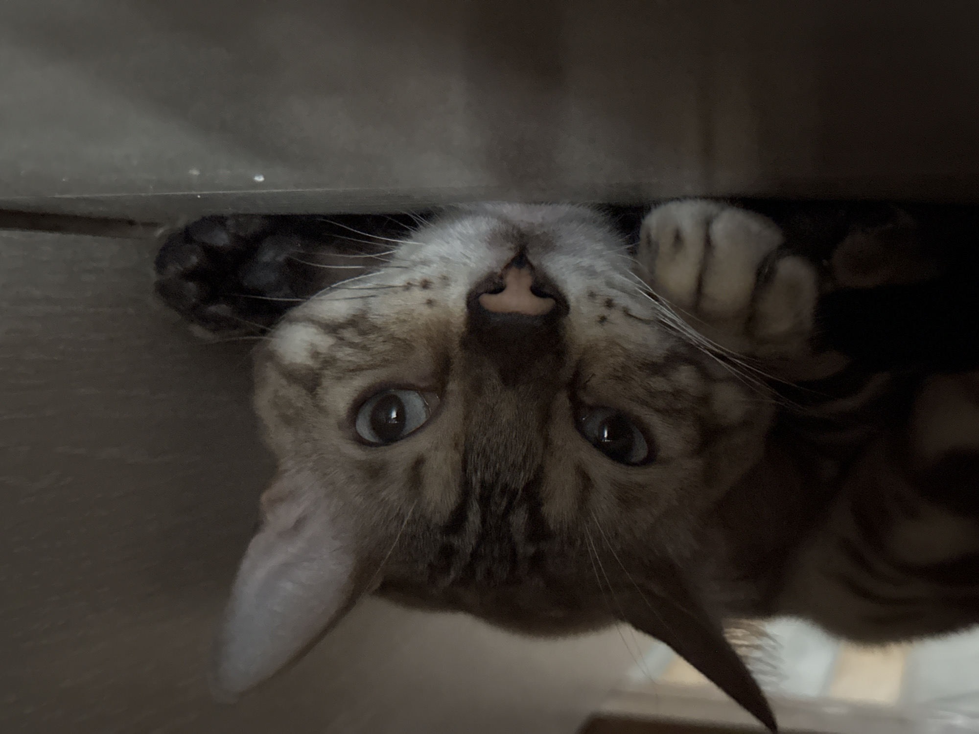 The image is a close-up, eye-level shot of a Bengal cat lying down. The cat has distinctive spotted fur, with dark markings on a lighter brown background. Its eyes are wide open and looking forward, with a slightly questioning expression. The cat's nose is pink, and its whiskers are prominent. One of its paws is visible in the foreground, resting on a dark, flat surface. The background is indistinct and appears to be a neutral, indoor environment. There is no visible indication of the city of Gornyi Erik, Russia, or any other specific location details.